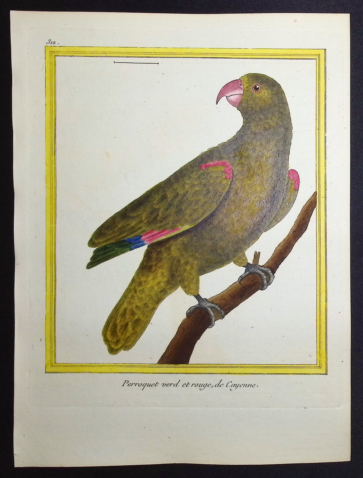 Parrot