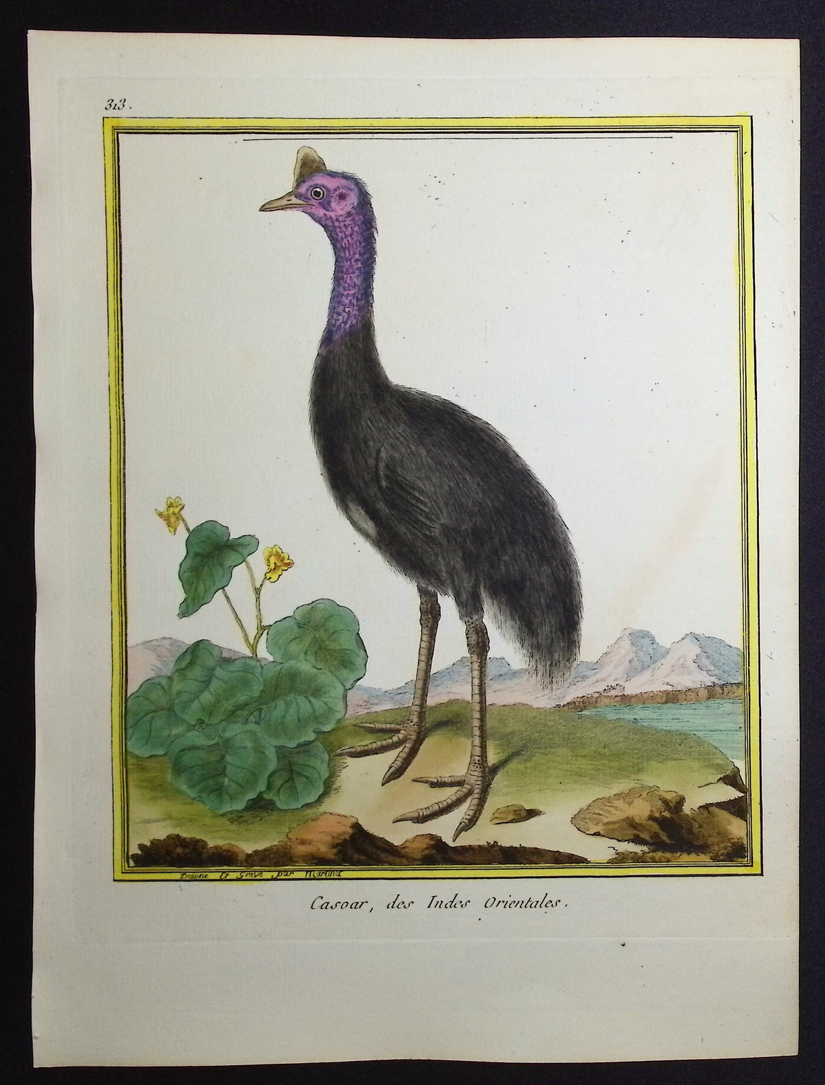 Cassowary