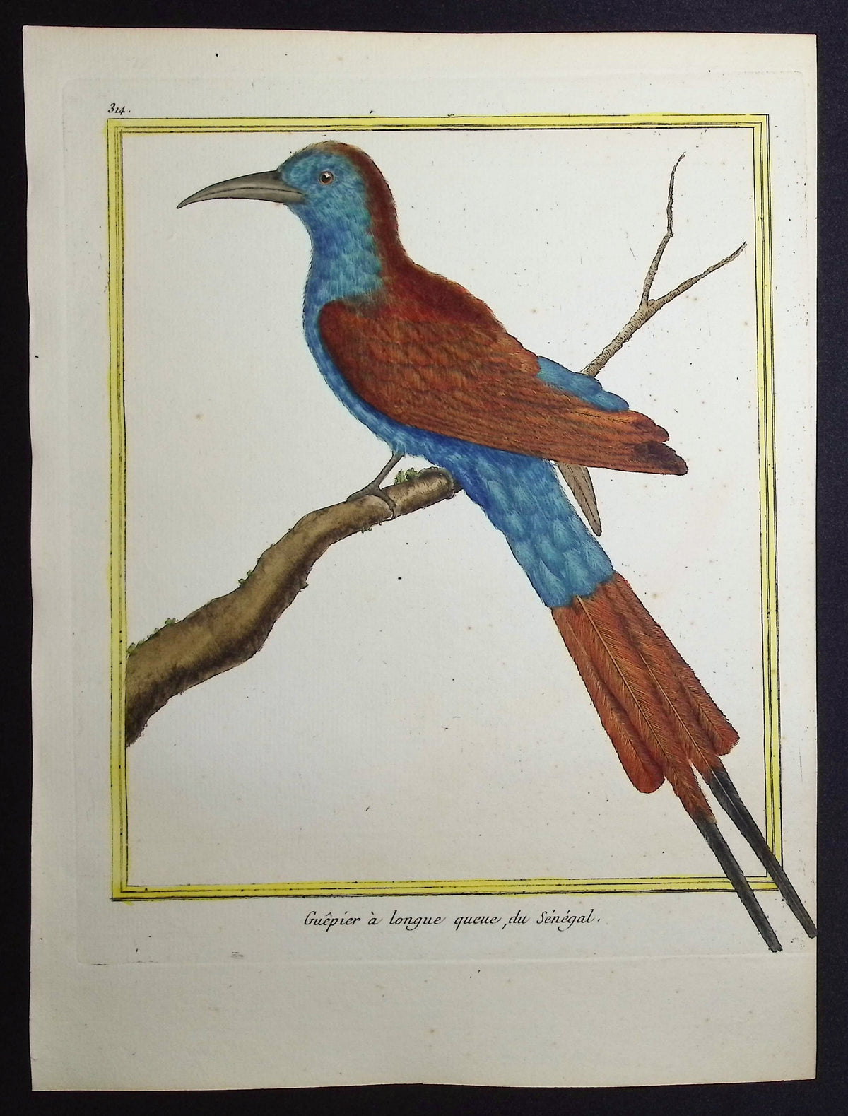 Bee-eater