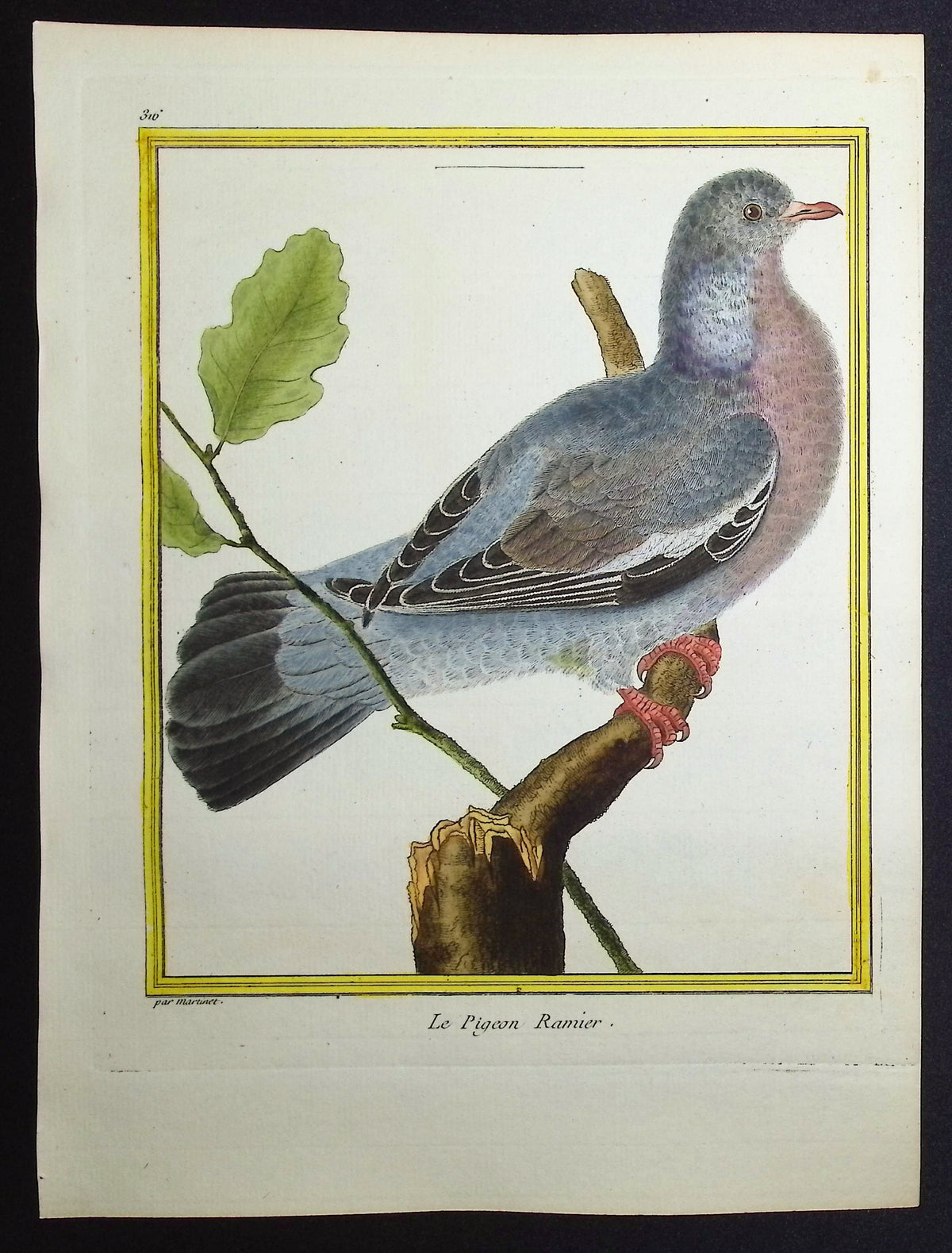 Pigeon