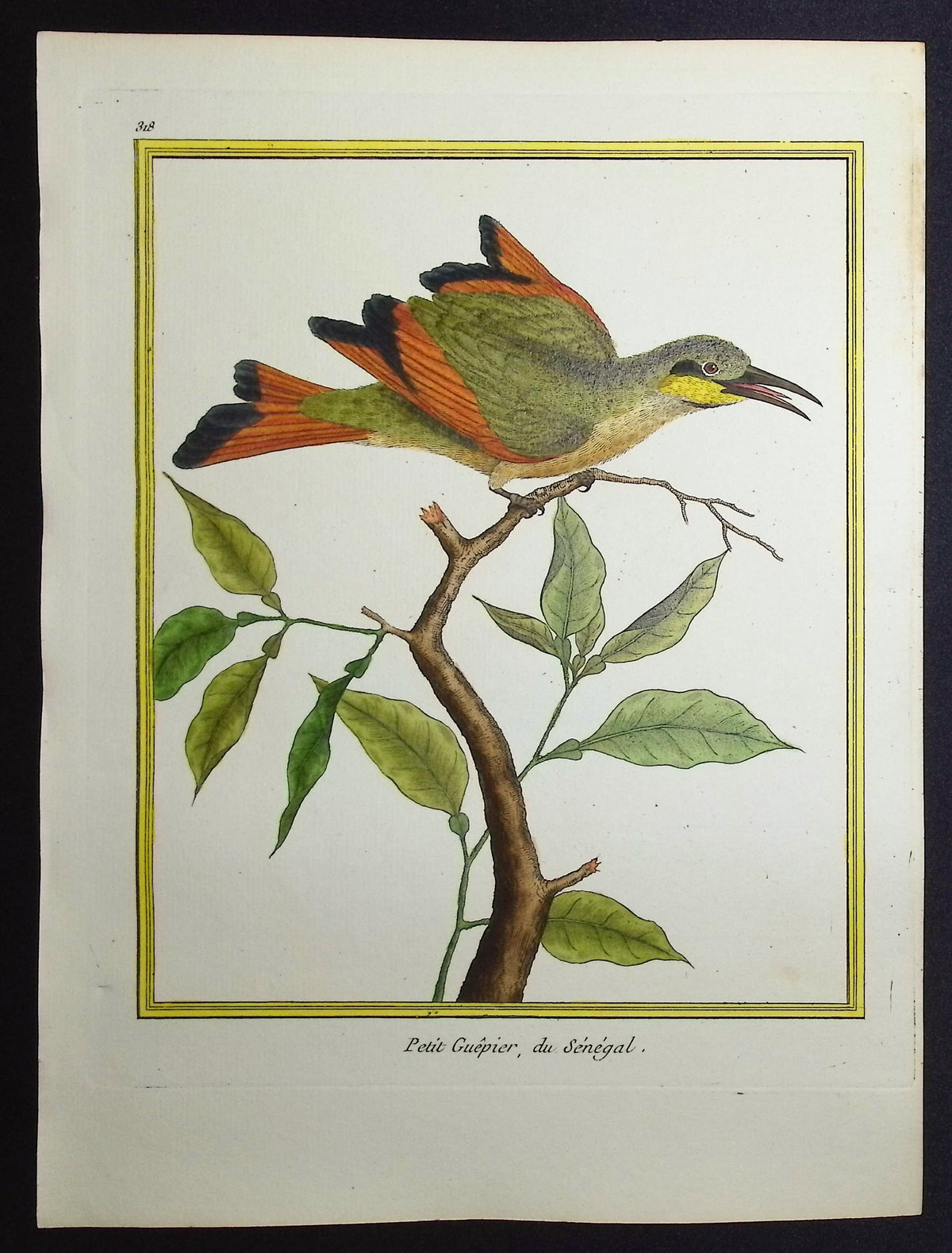 Bee-eater