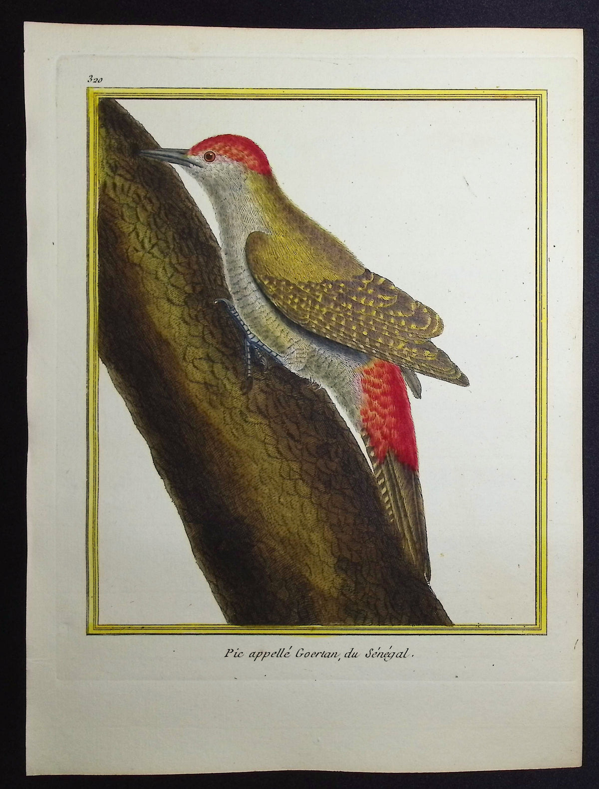 Woodpecker