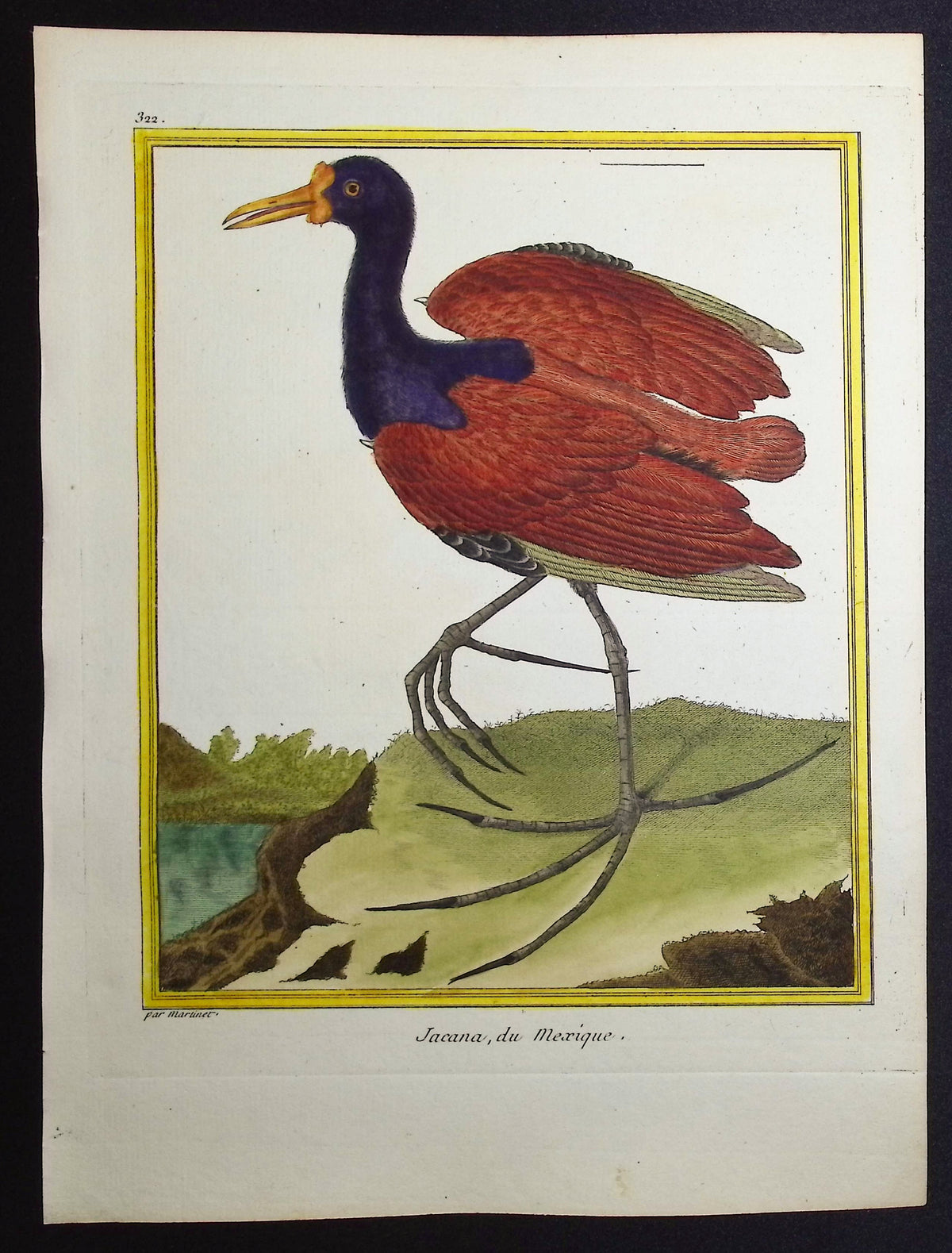 Jacana