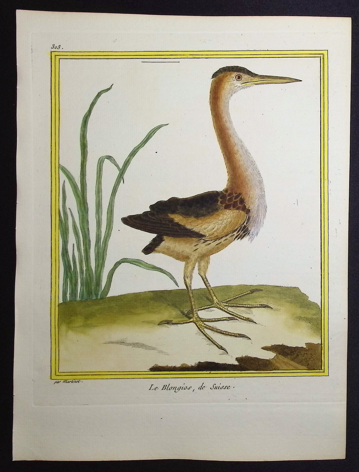 Bittern