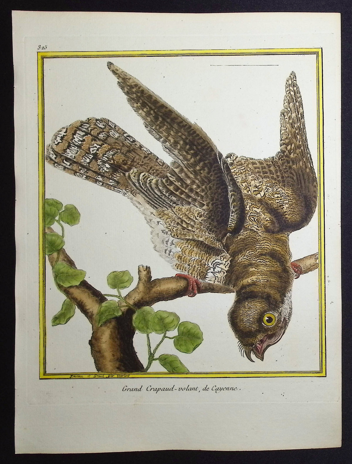 Frogmouth