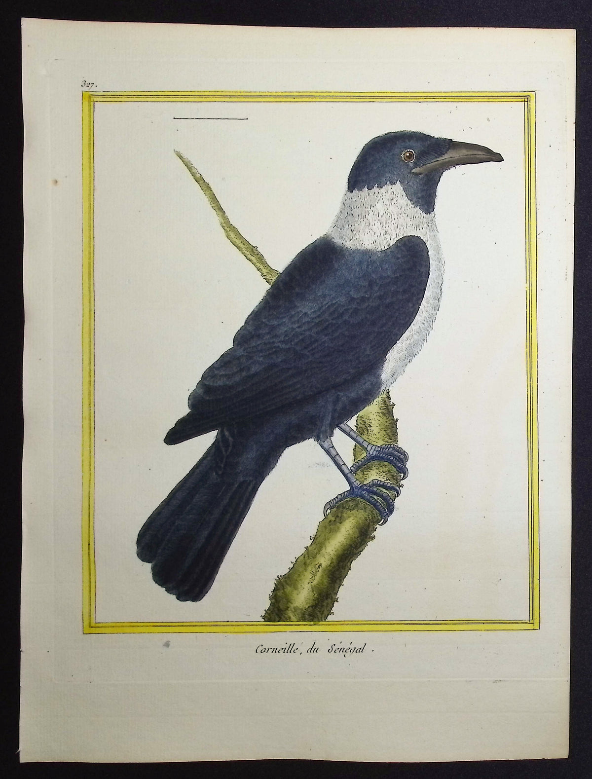 Pied Crow