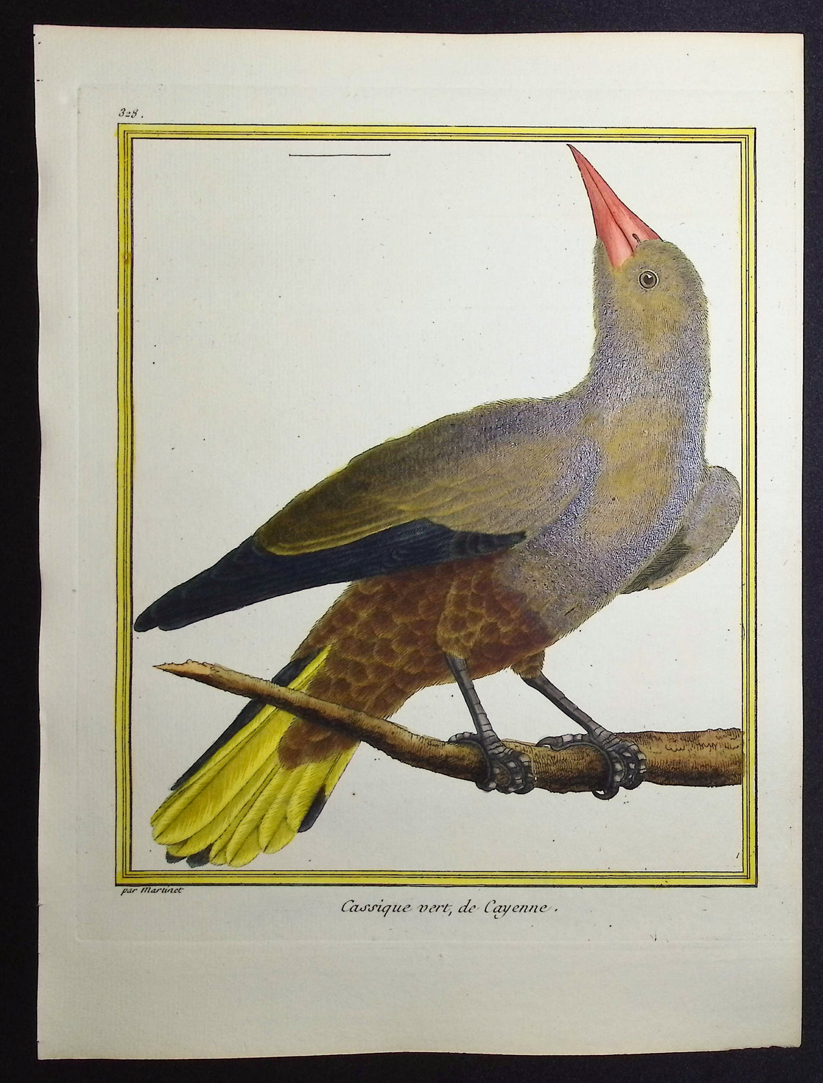 Oropendola