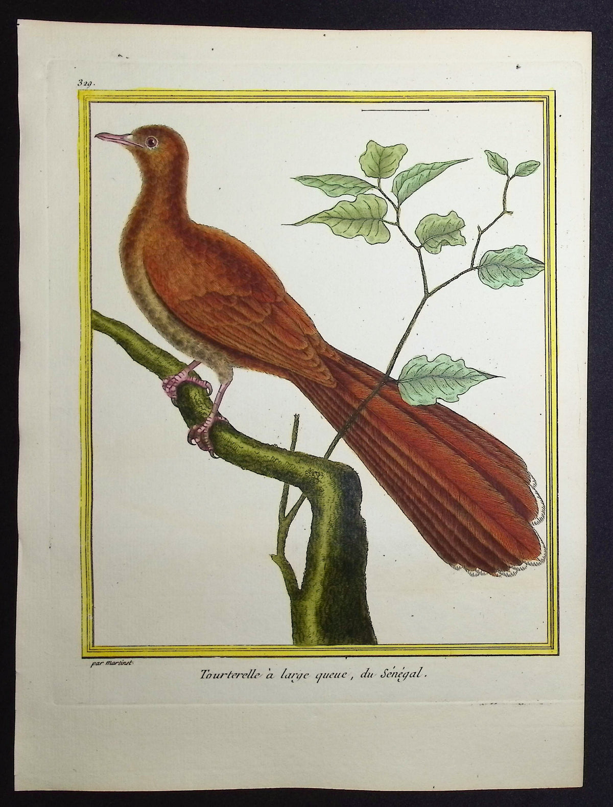 Turtledove