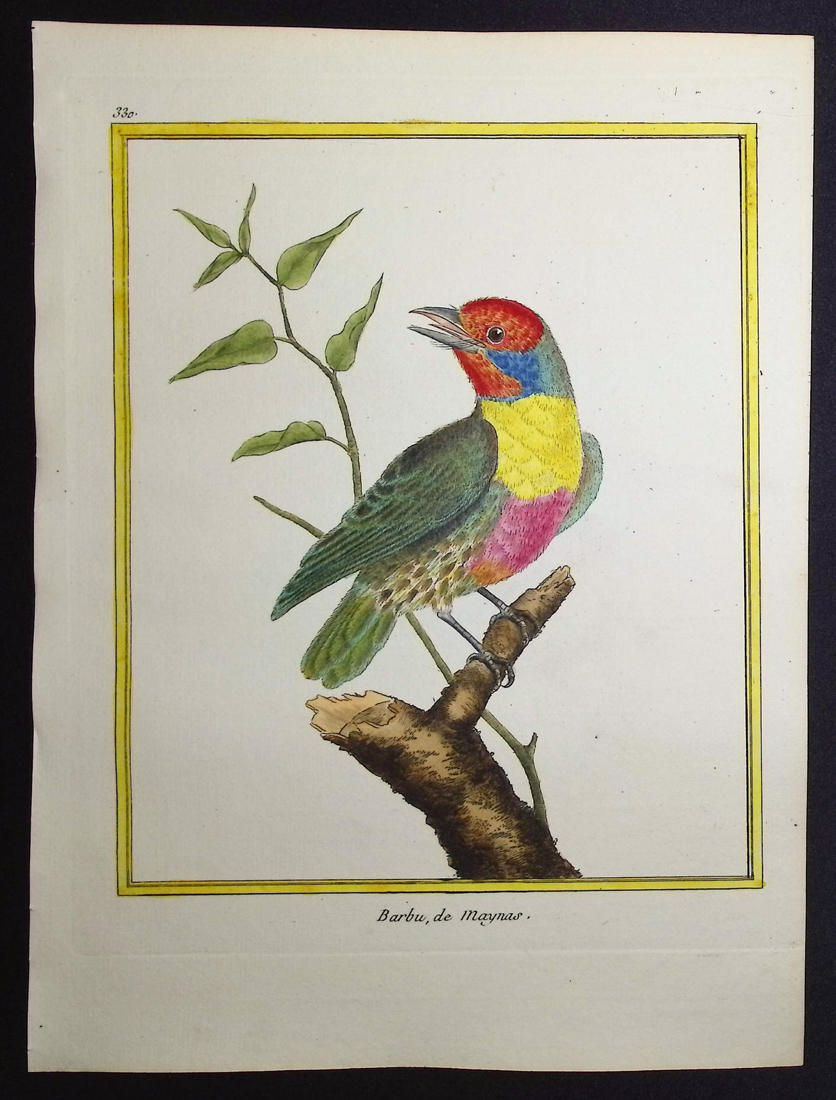 Barbet