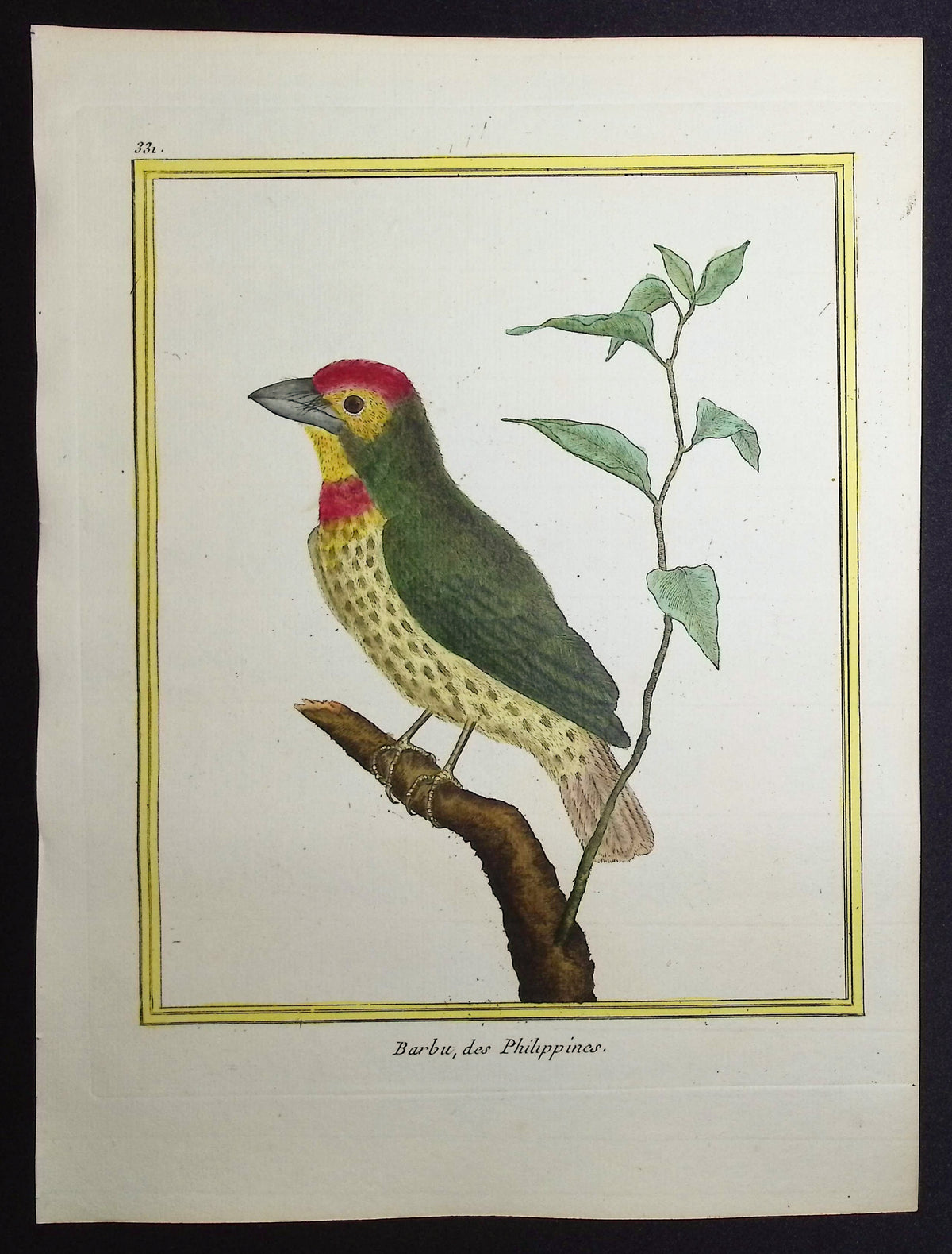 Barbet