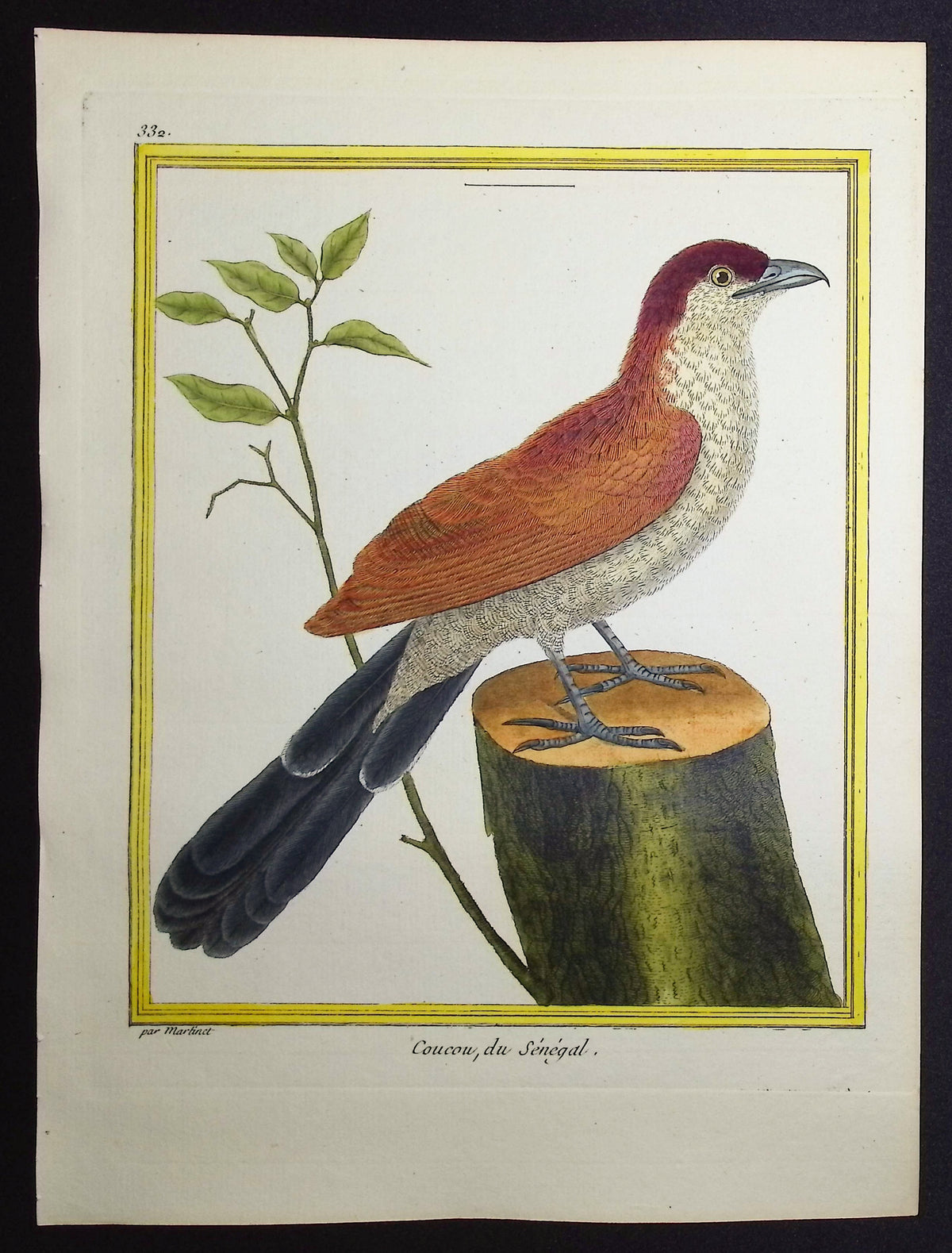 Cuckoo