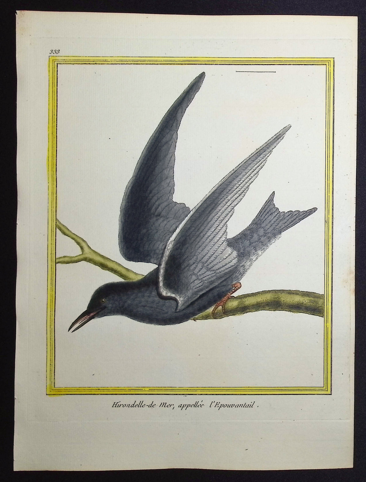Tern or Gull