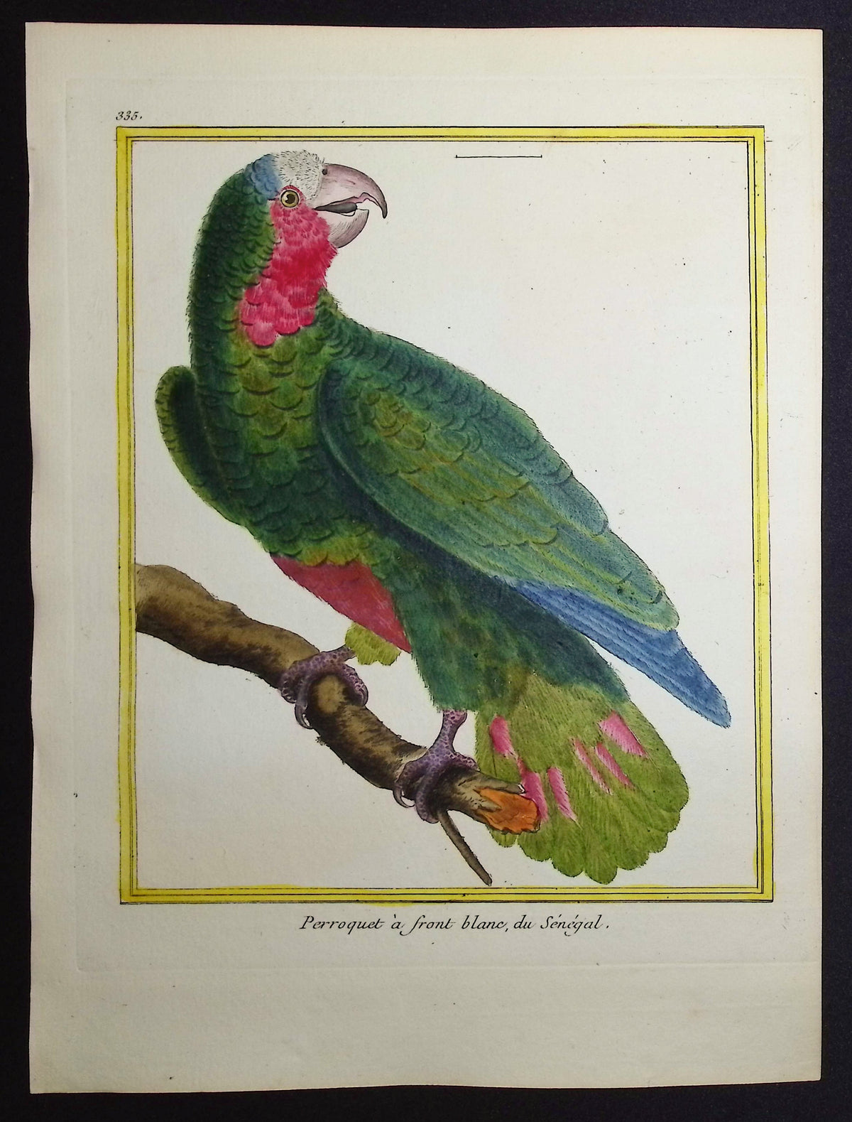 Parrot