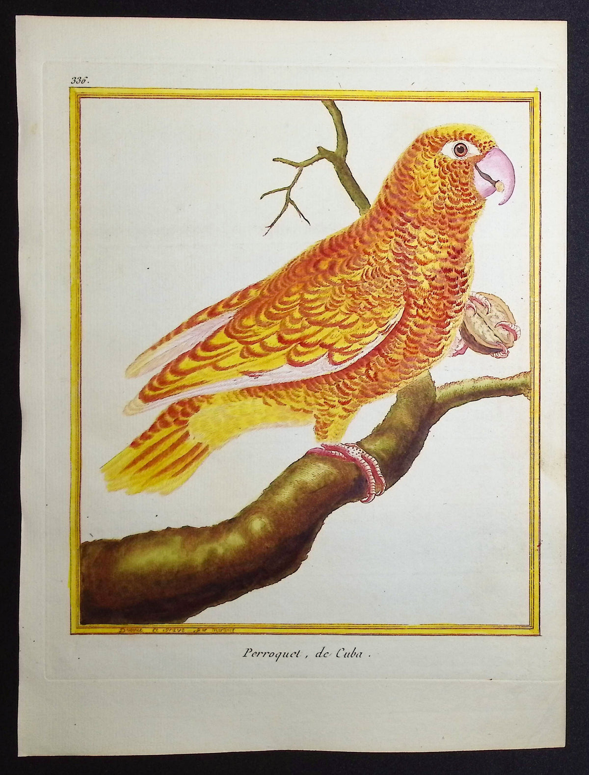 Parrot
