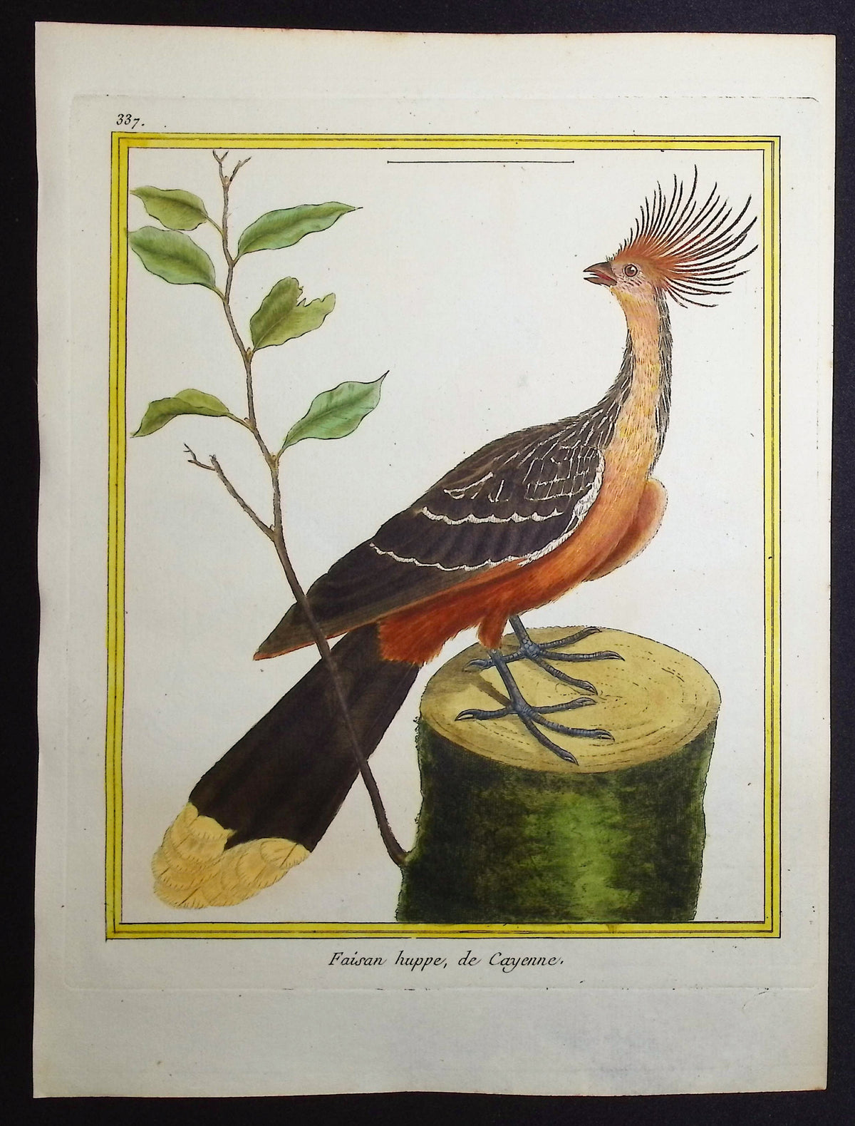 Pheasant