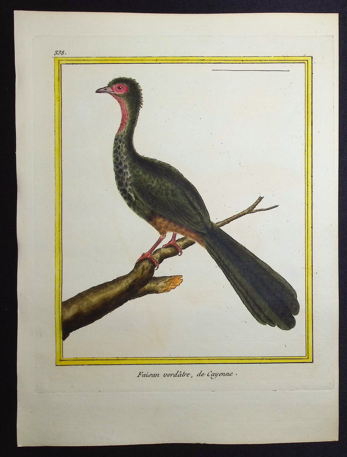 Pheasant