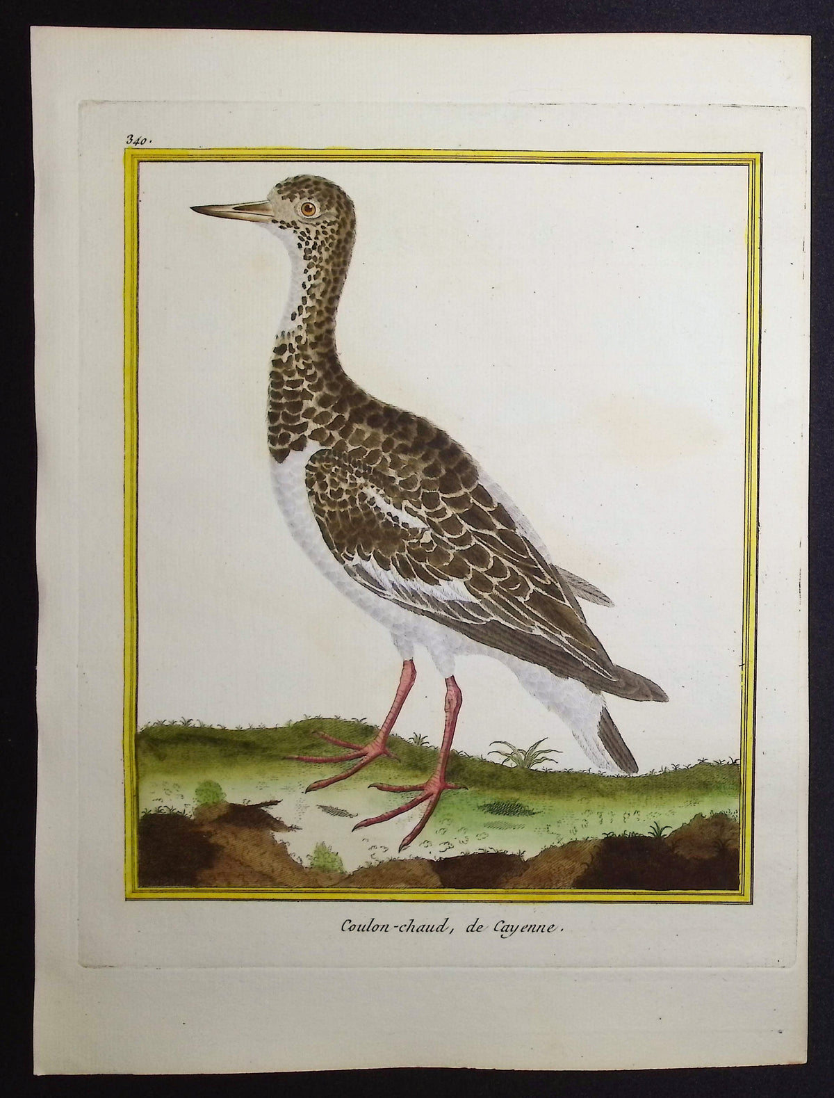 Water Bird