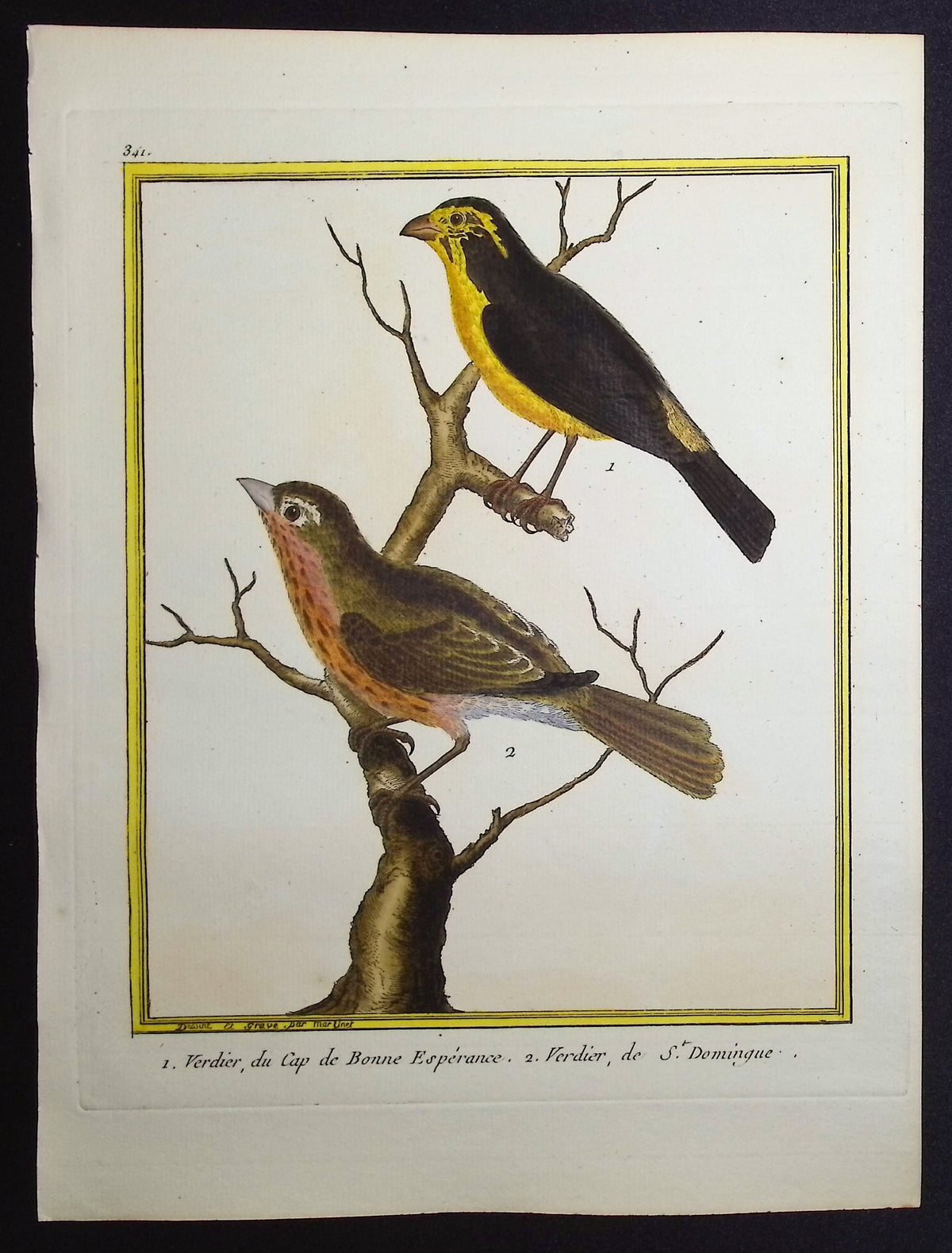Finch