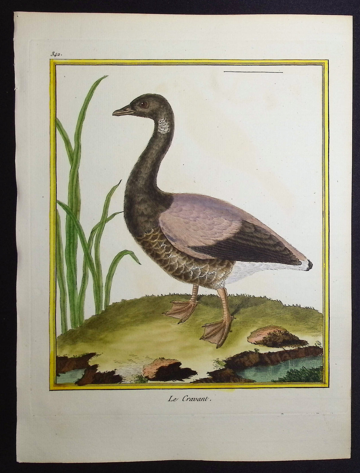 Brent Goose