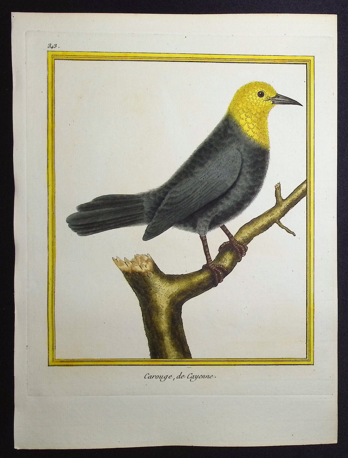 South American Bird