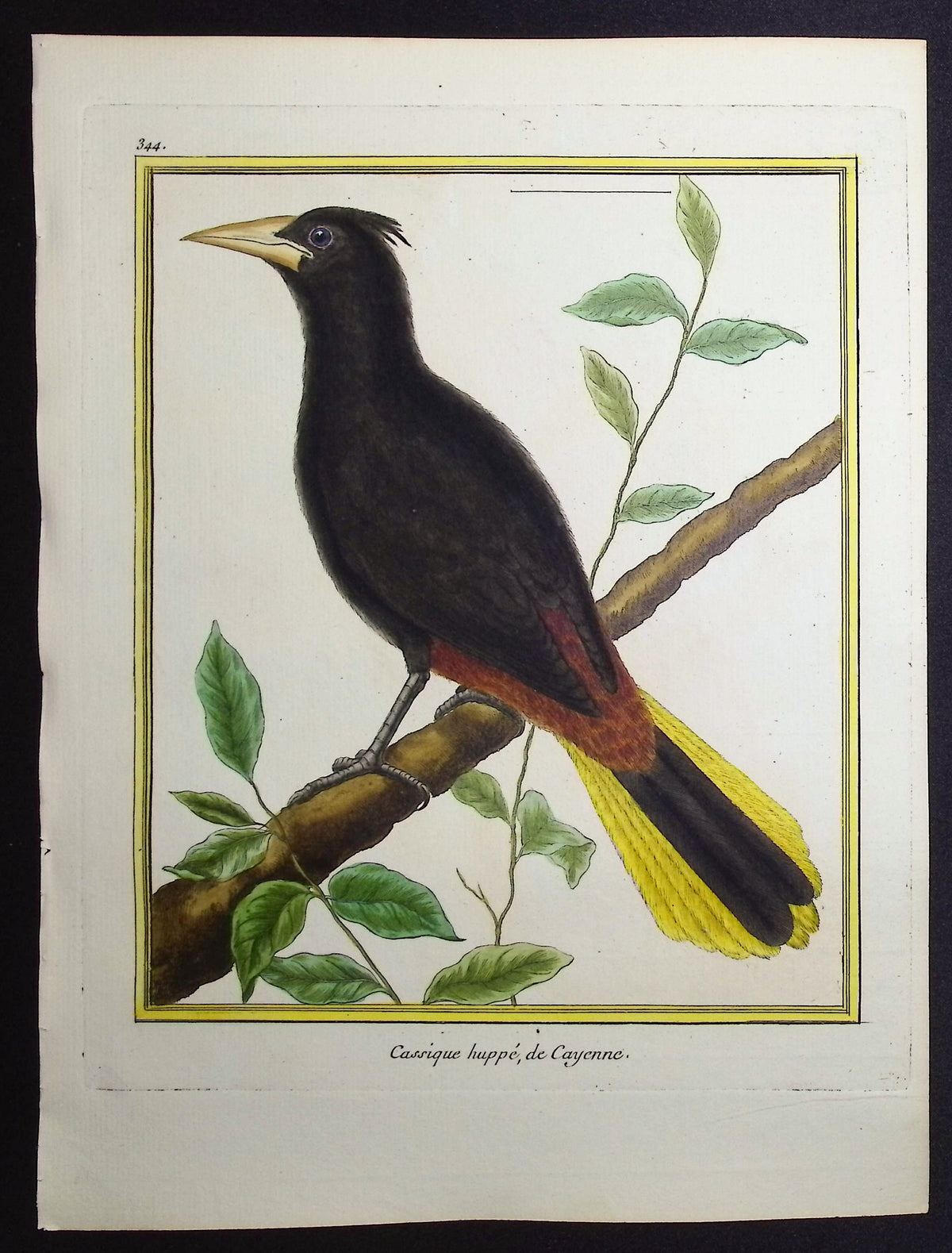 Crested Oropendola