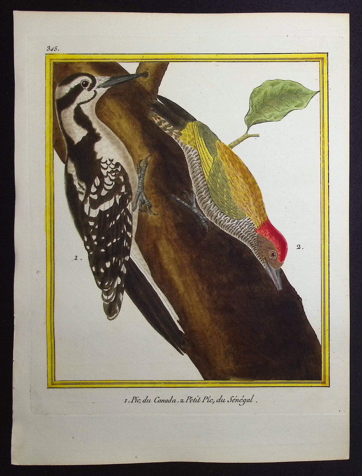 Woodpecker