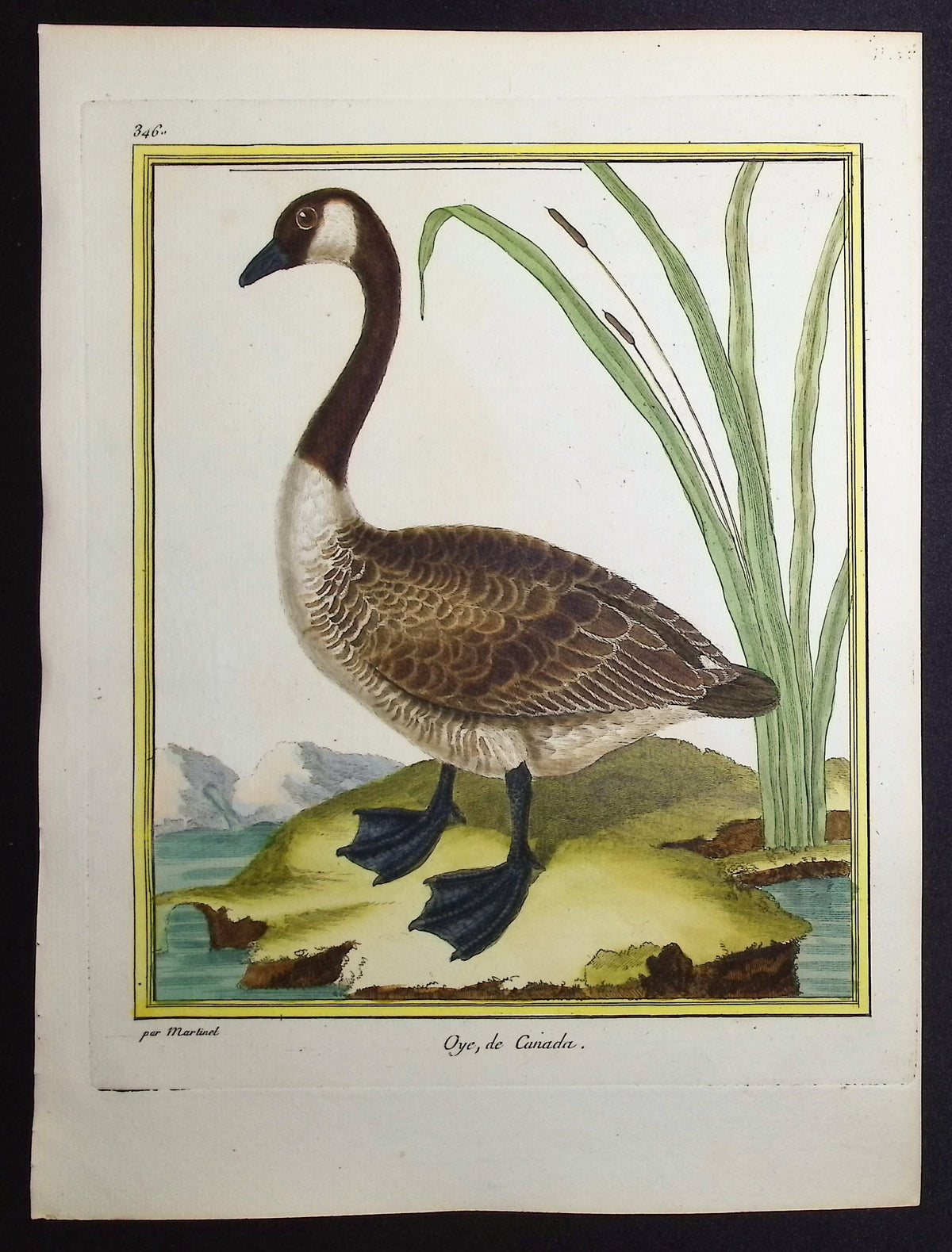 Canadian Goose