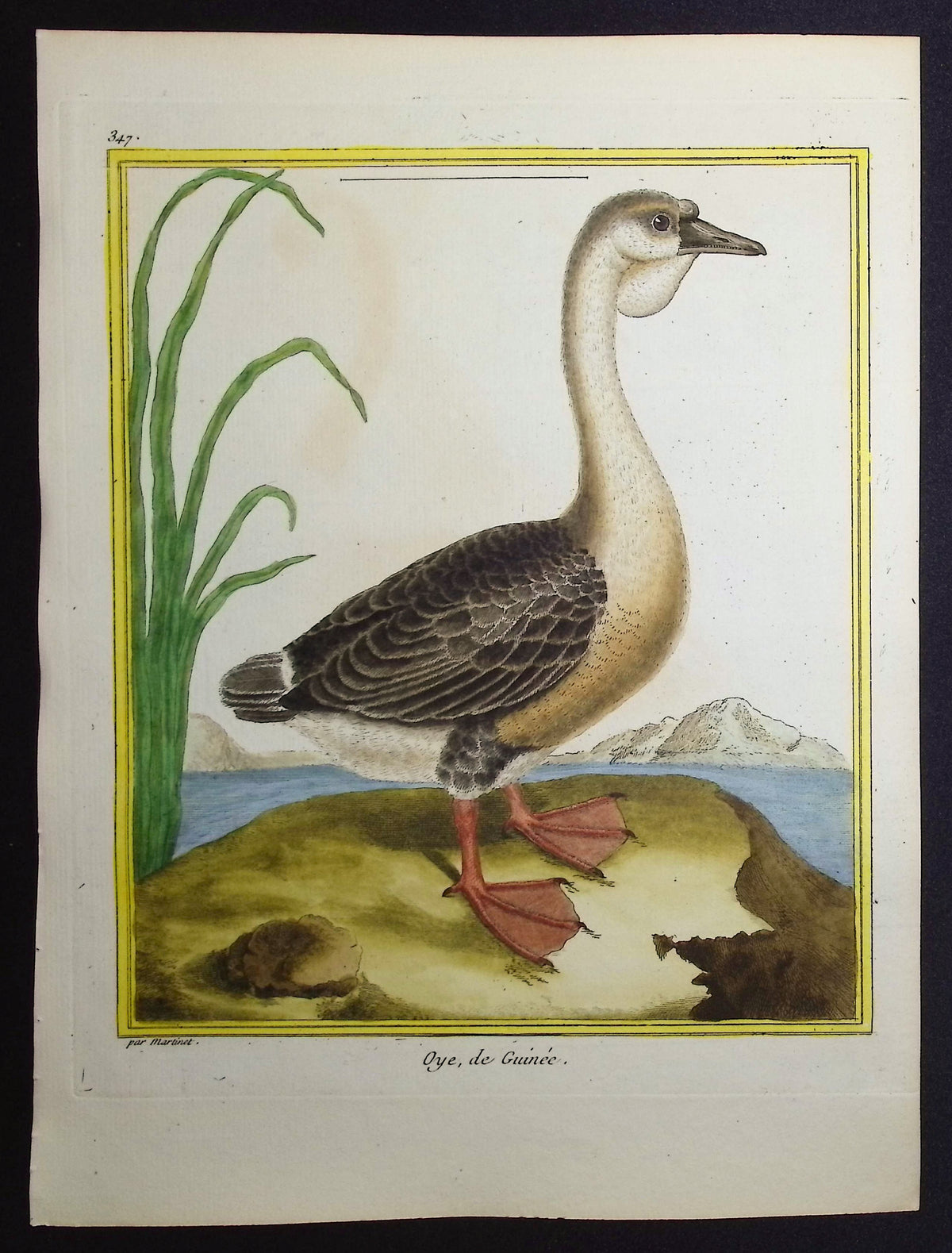 African Goose
