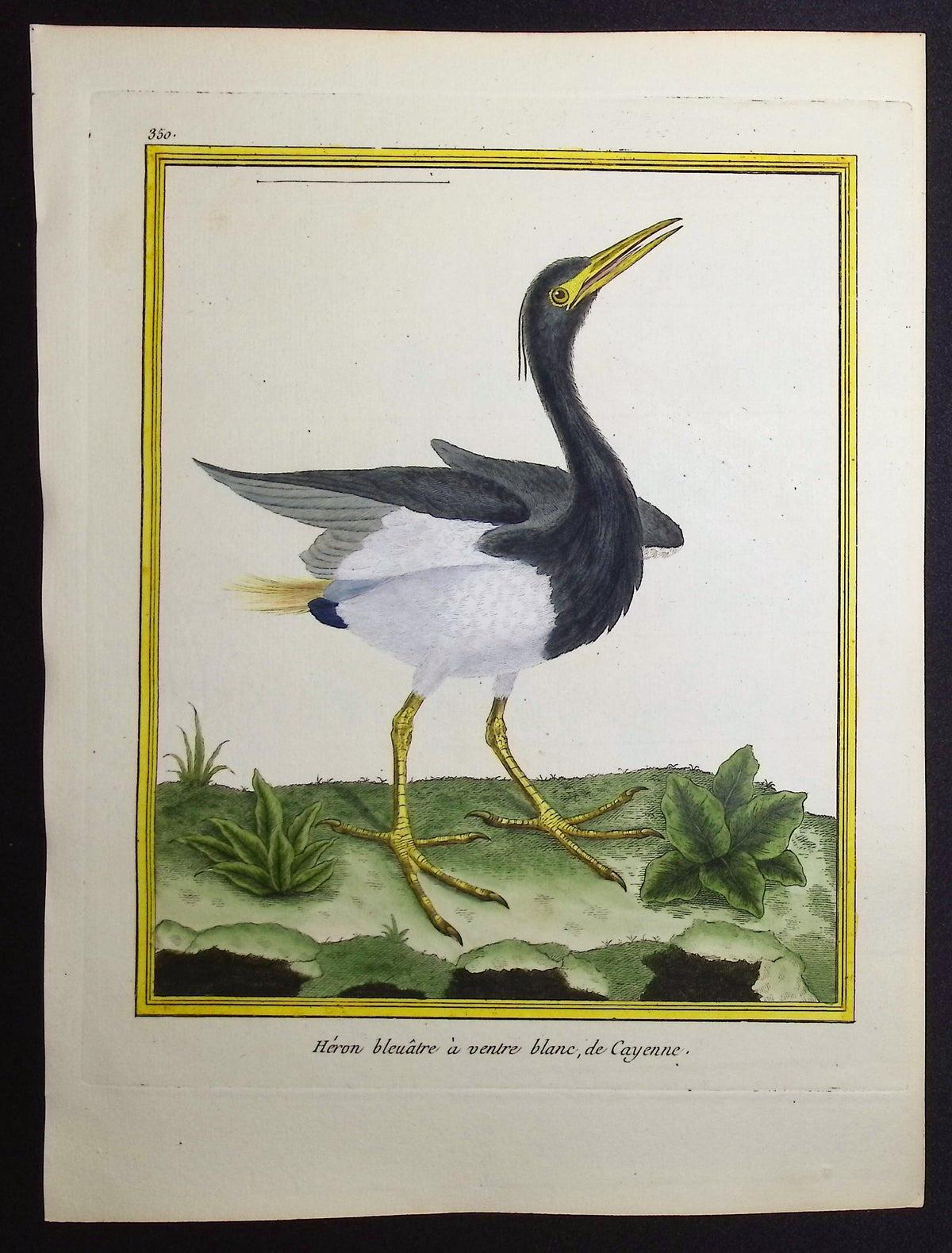 Heron