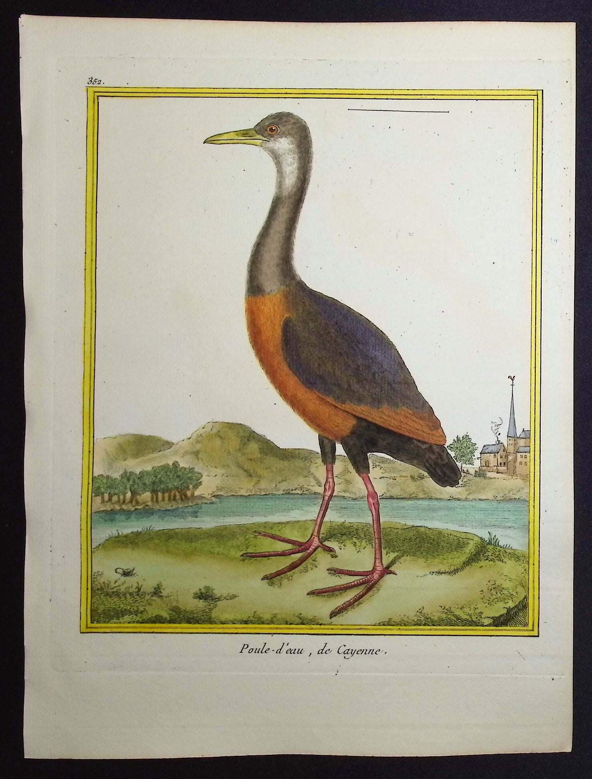 Moorhen