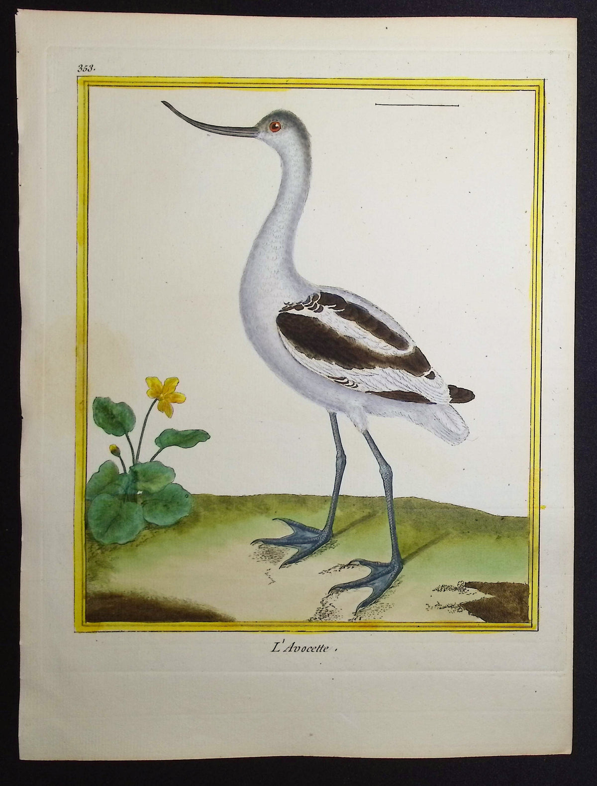 Avocet