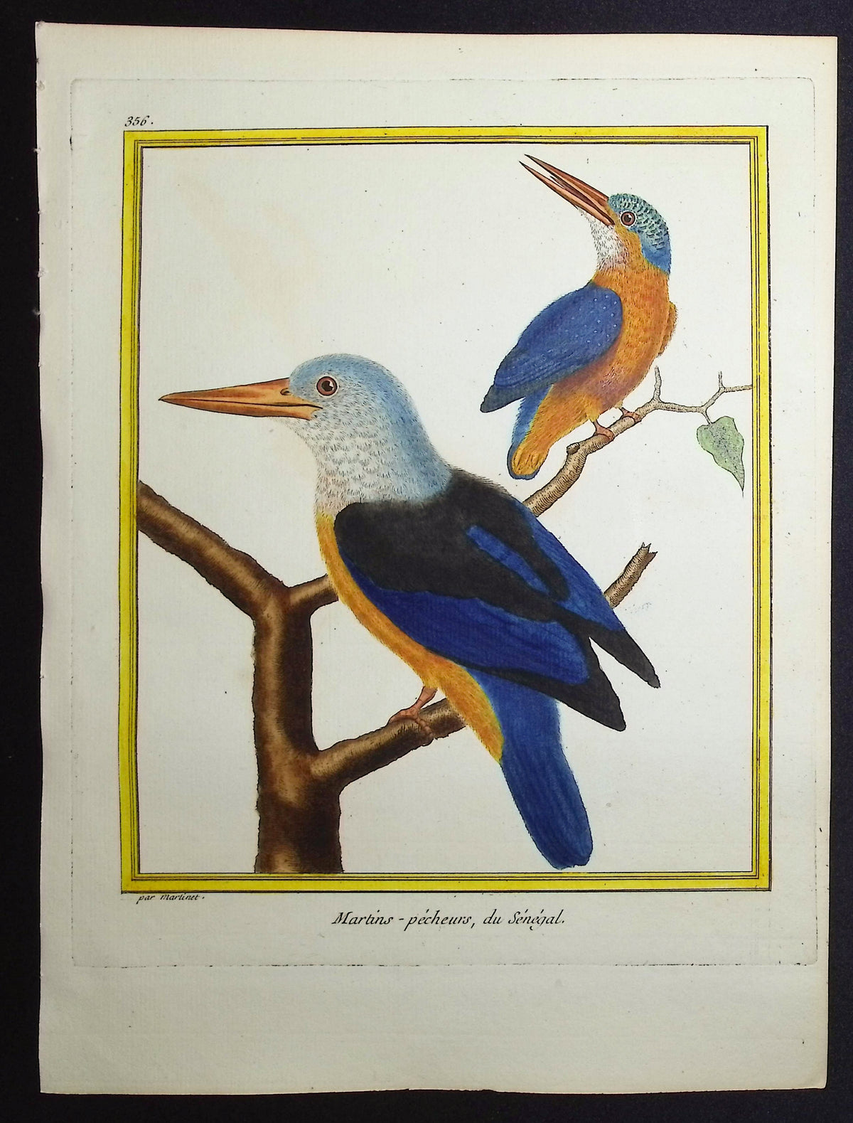 Kingfisher