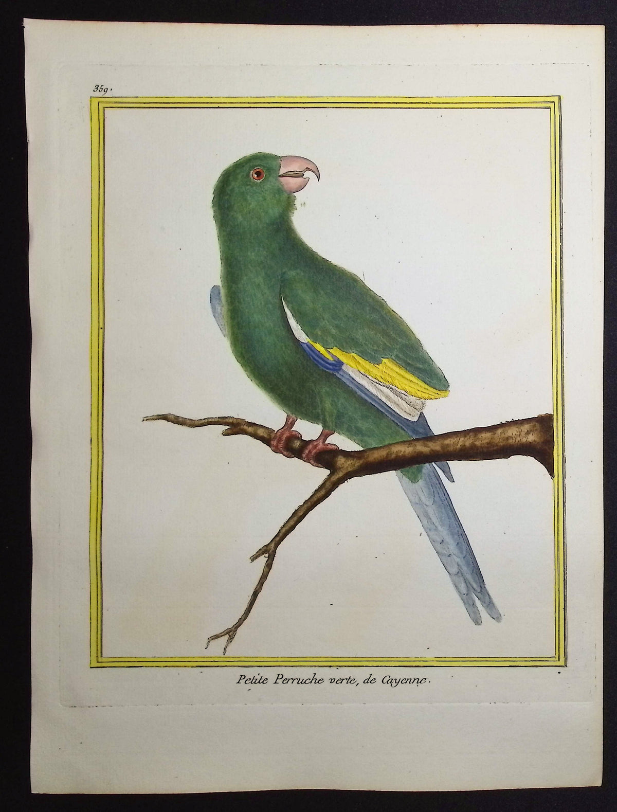 Parrot