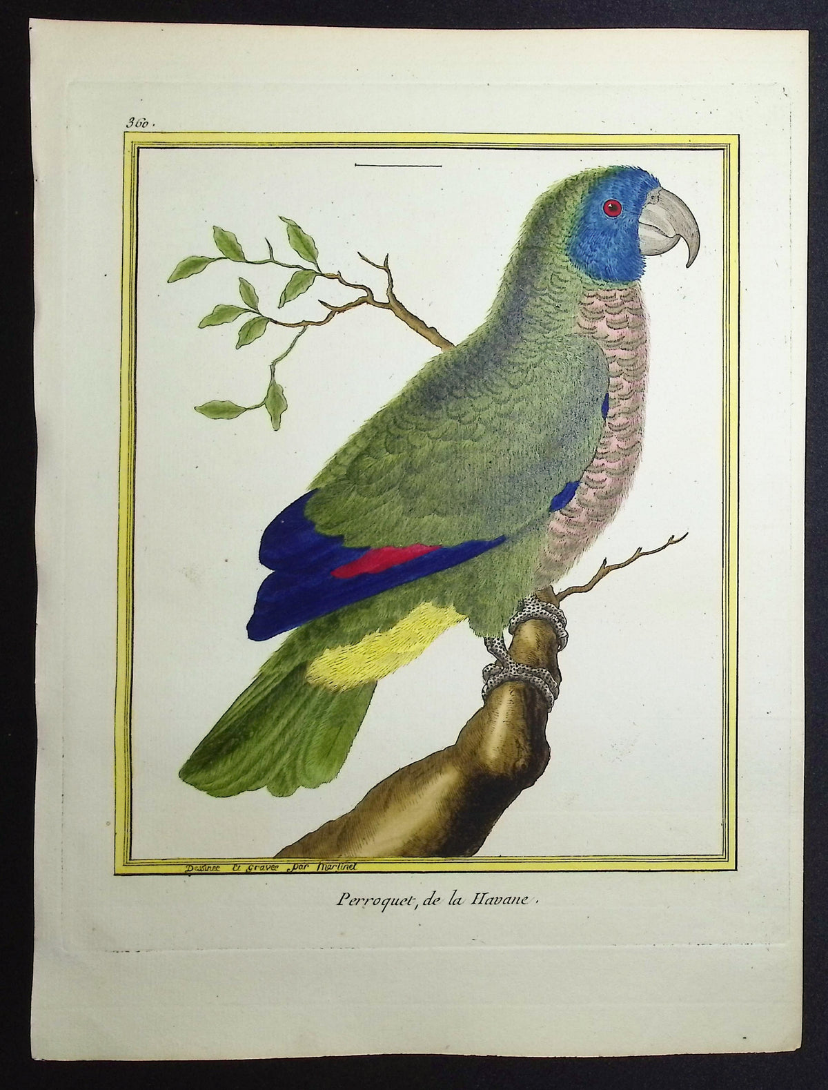 Parrot