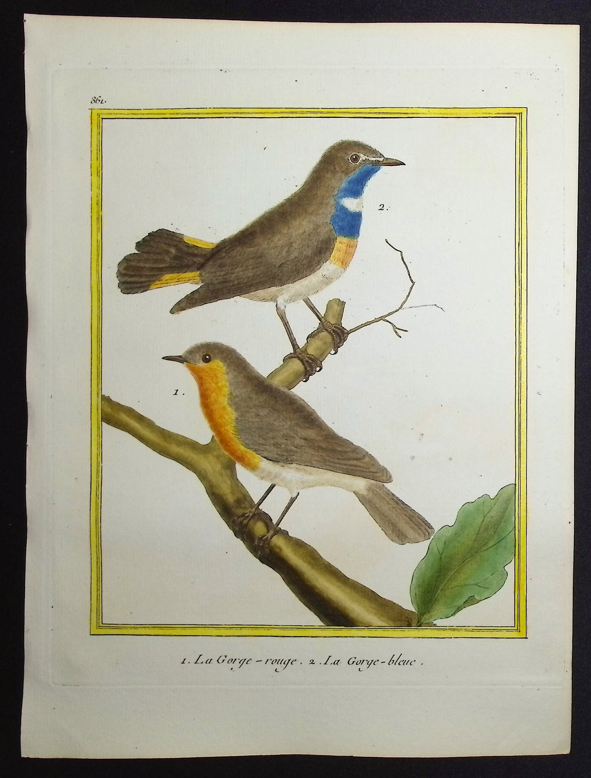 Robin