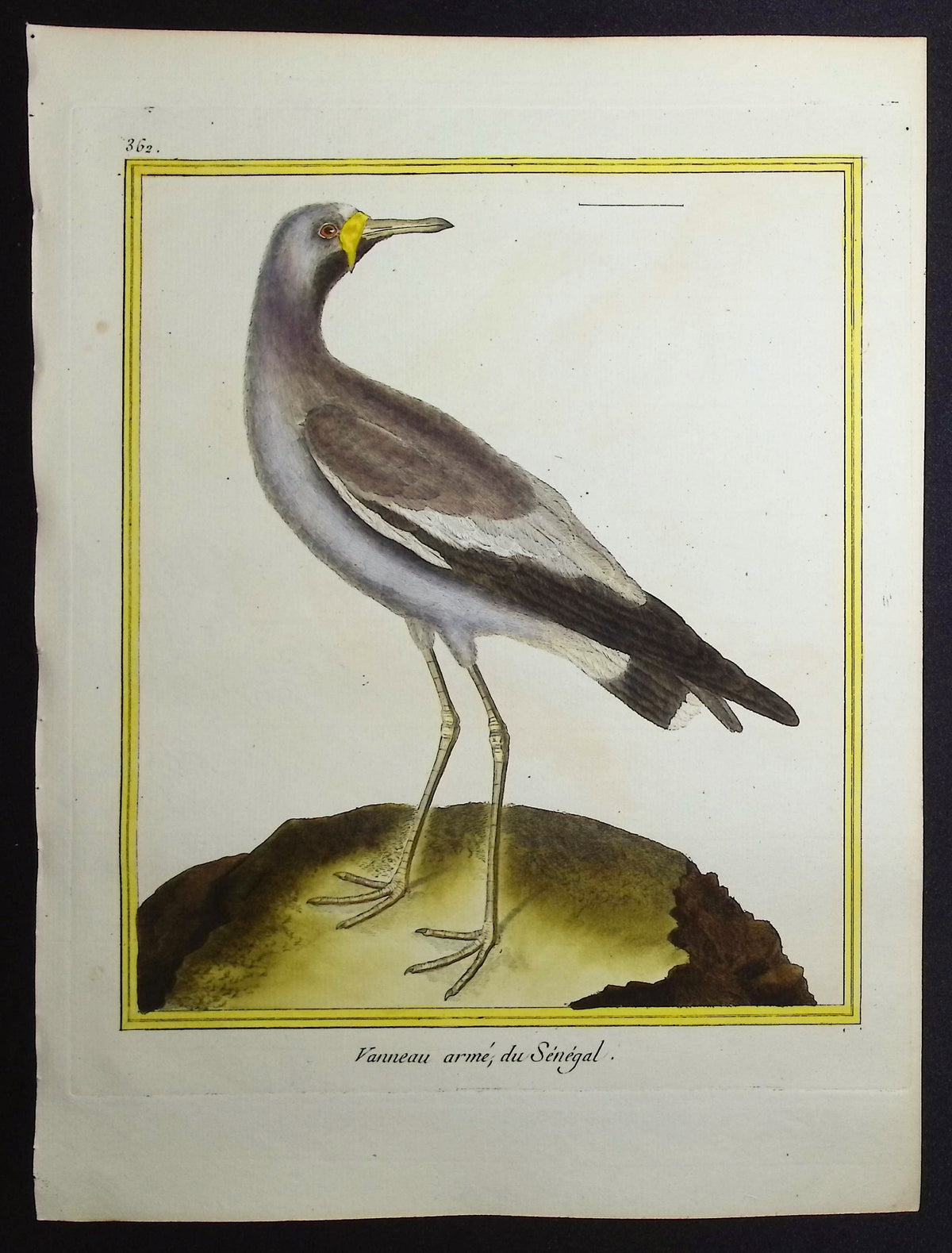 Lapwing