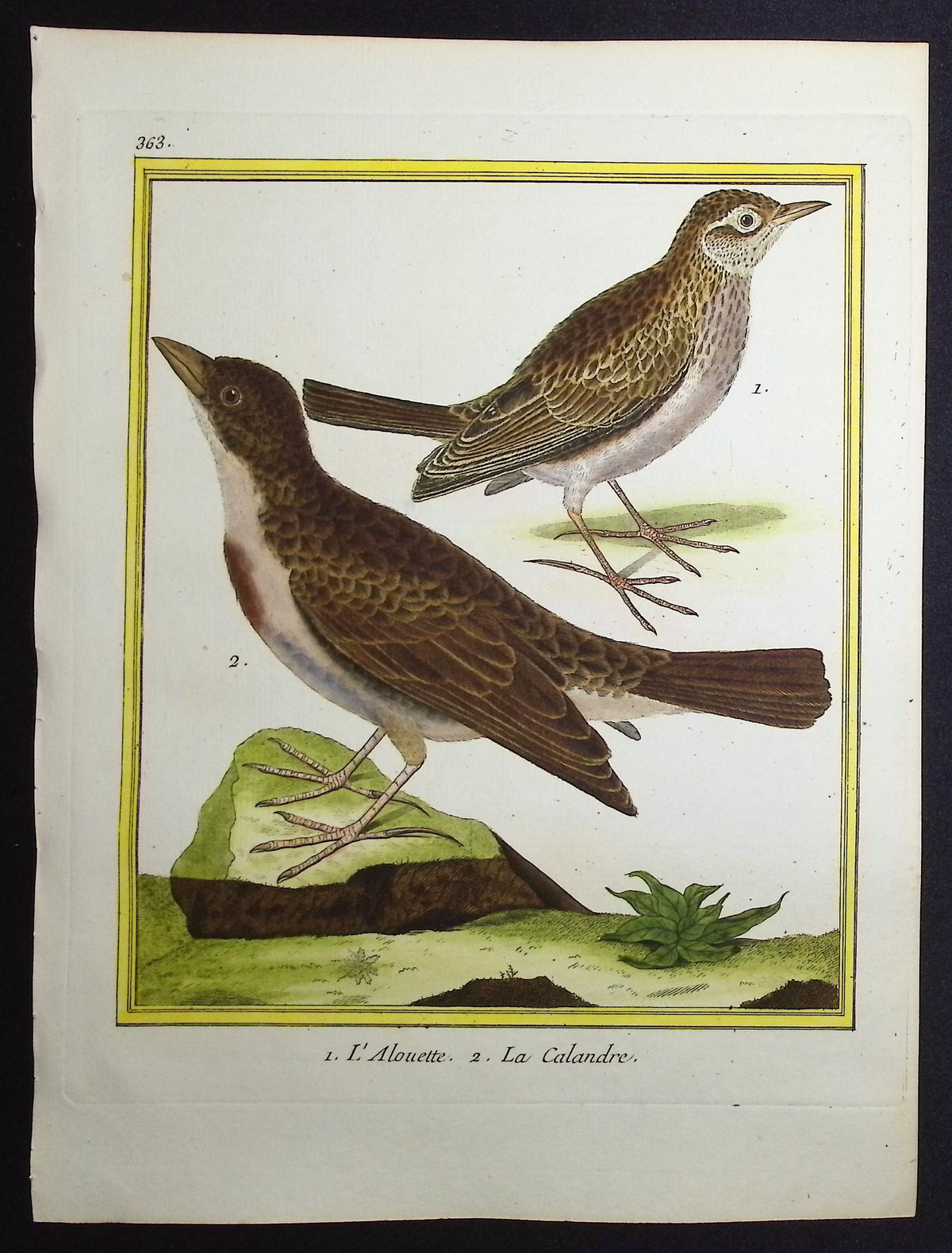 Lark