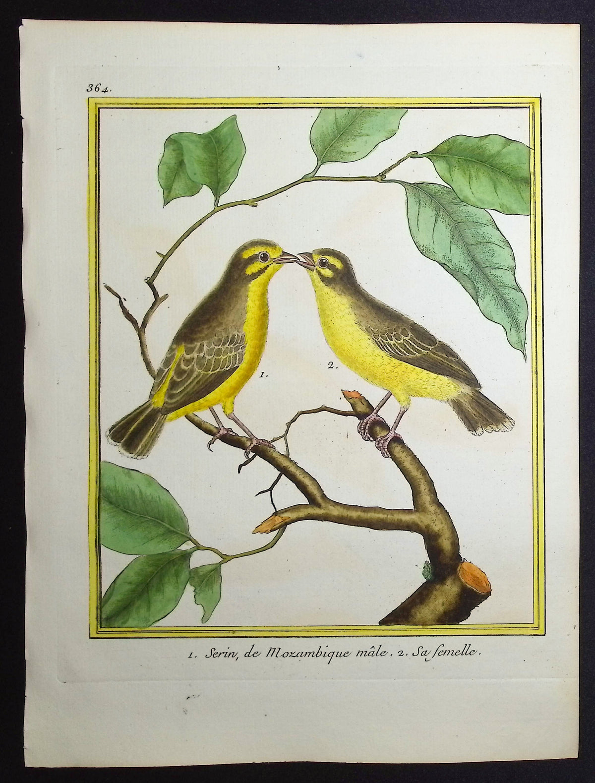 Serin