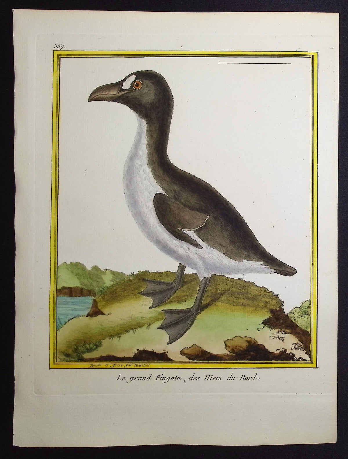 Auk