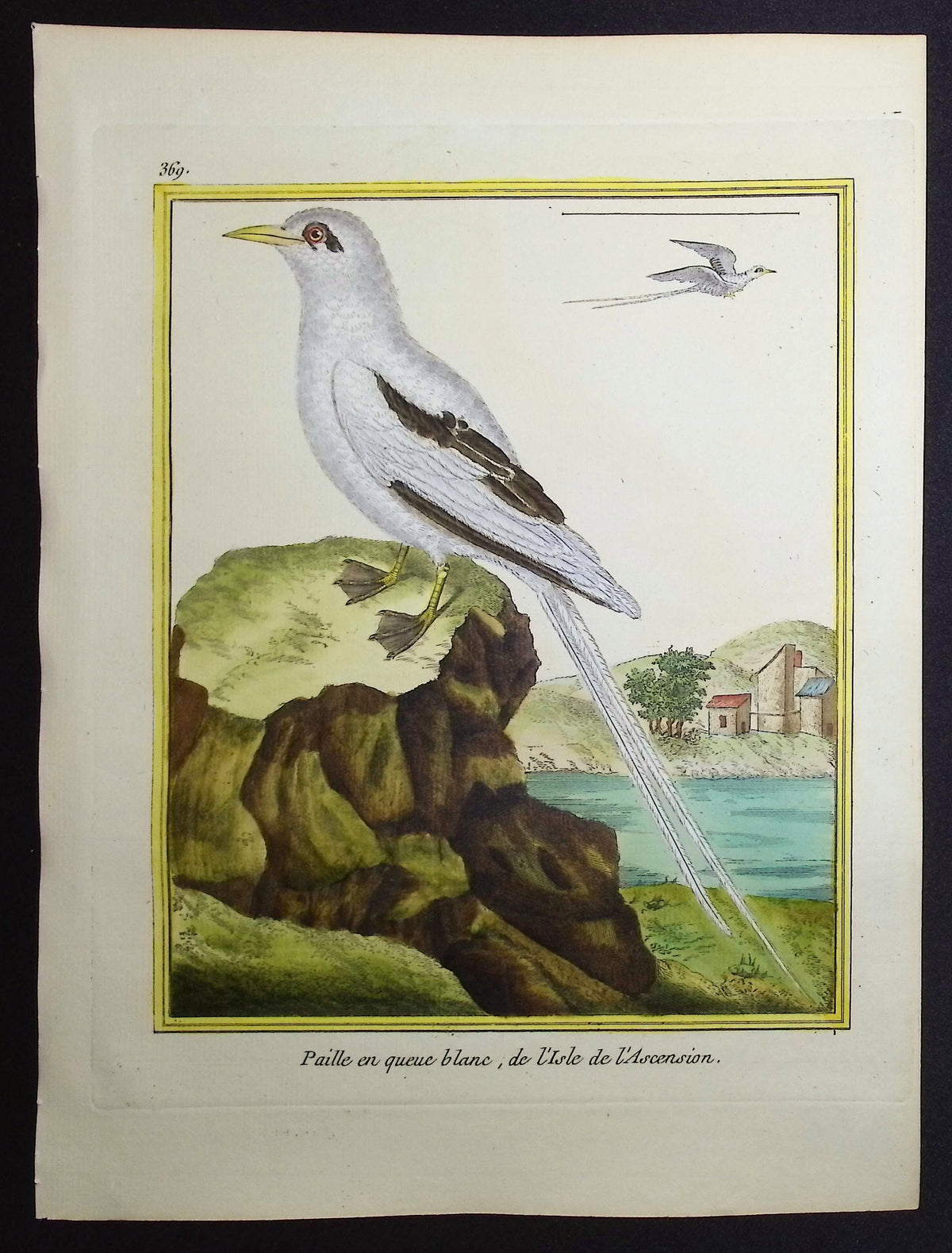 Tropic Bird