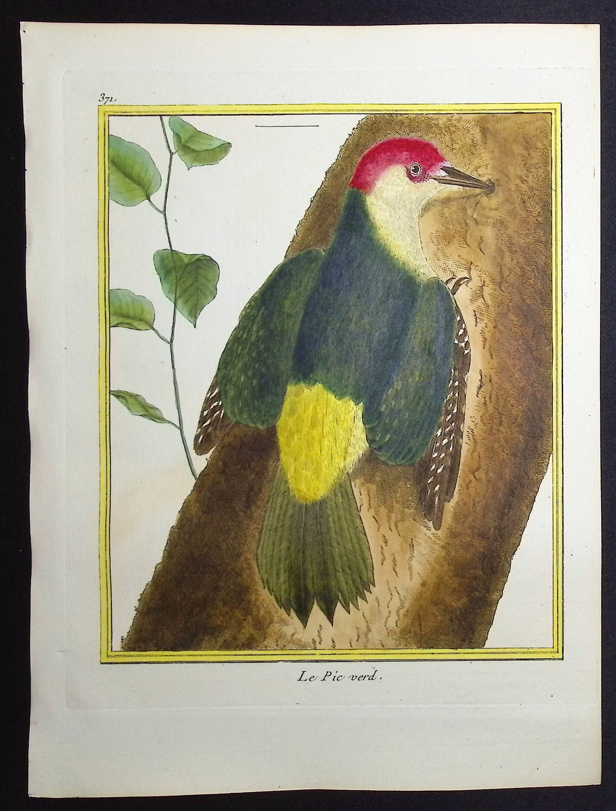 Woodpecker