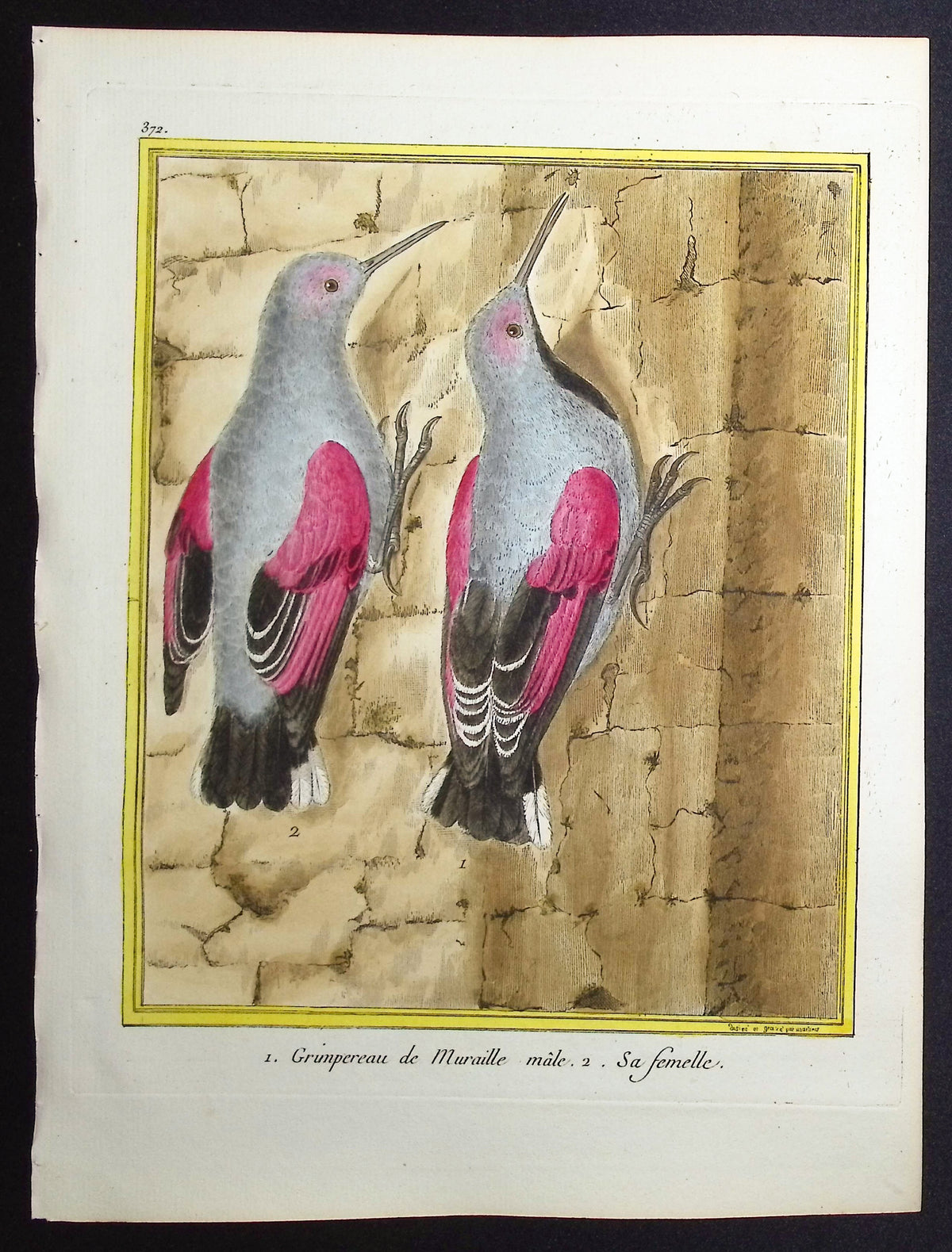 Wallcreeper