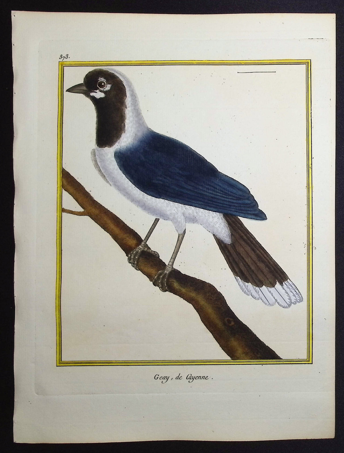 Jay