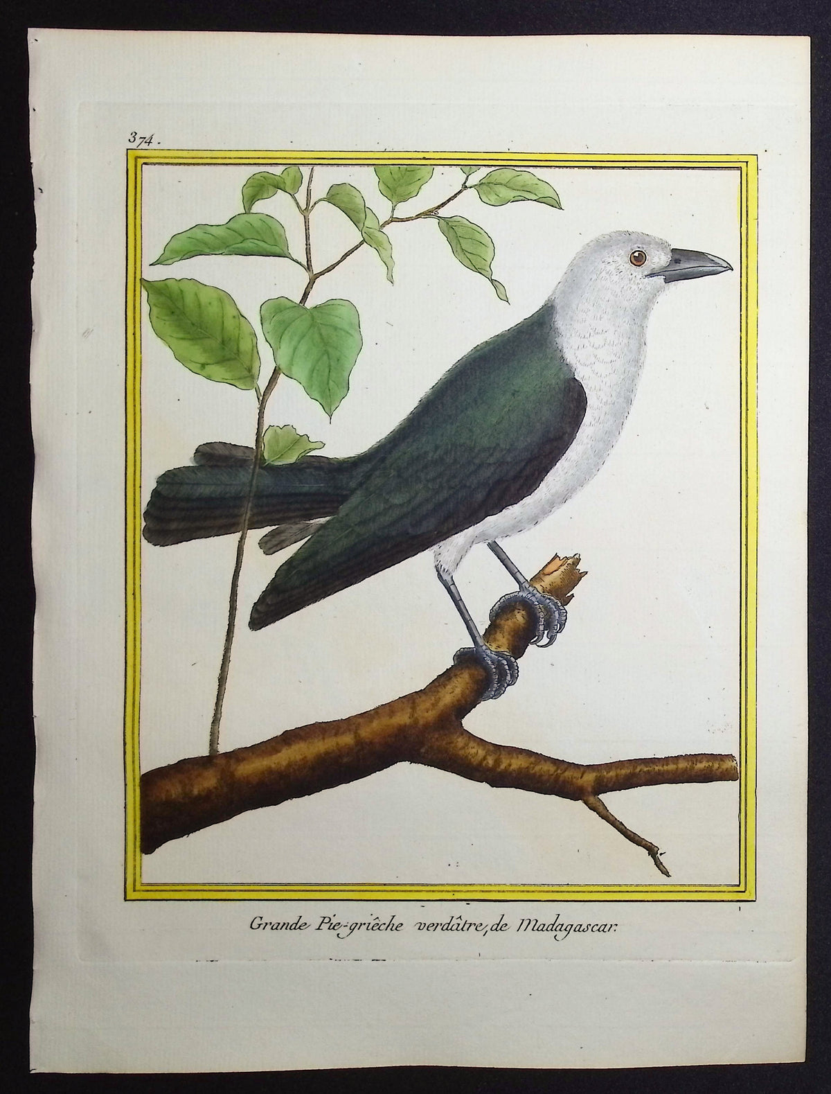 Shrike