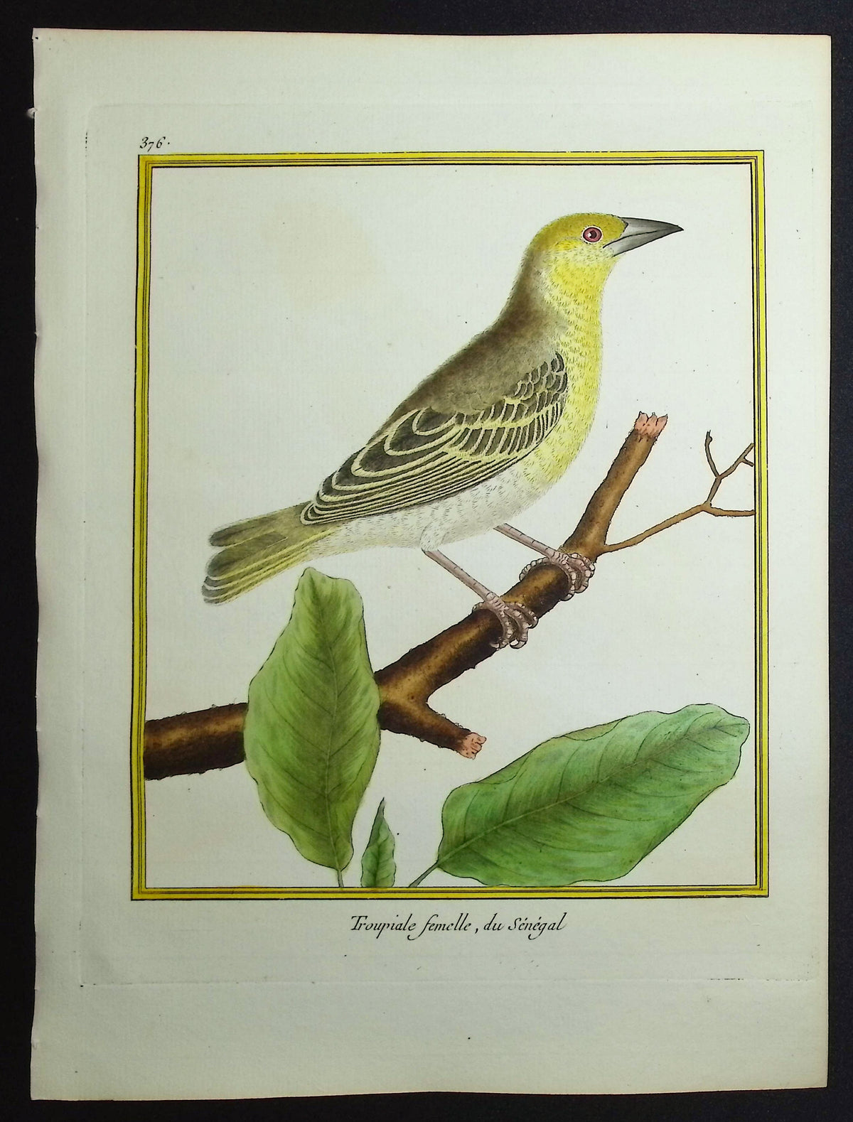 Troupial