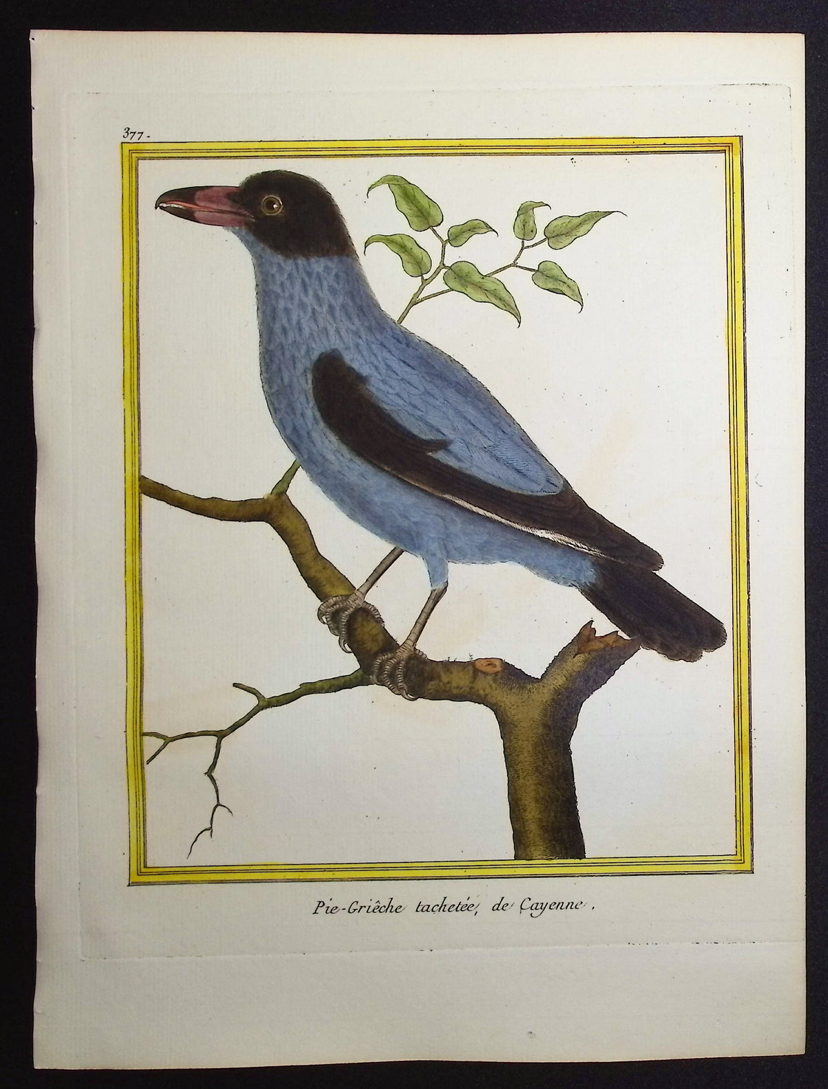 Shrike