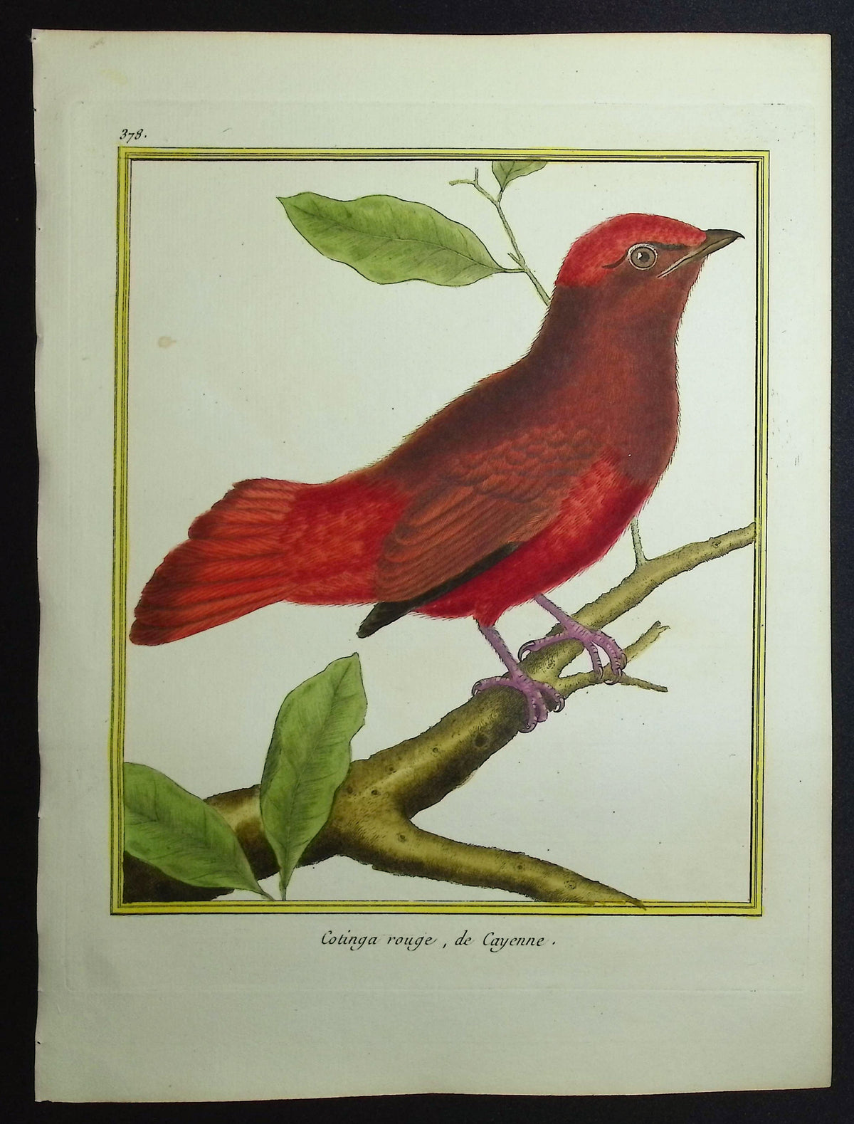 Cotinga