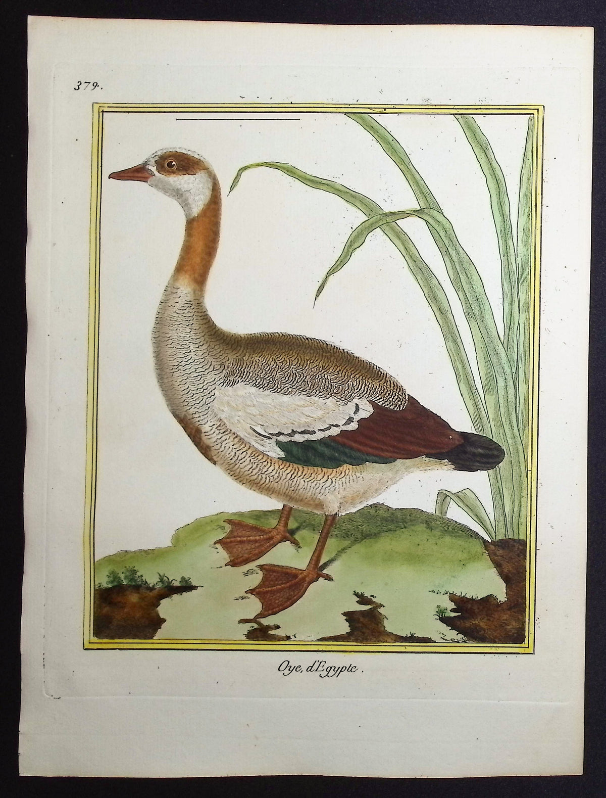 Egyptian Goose