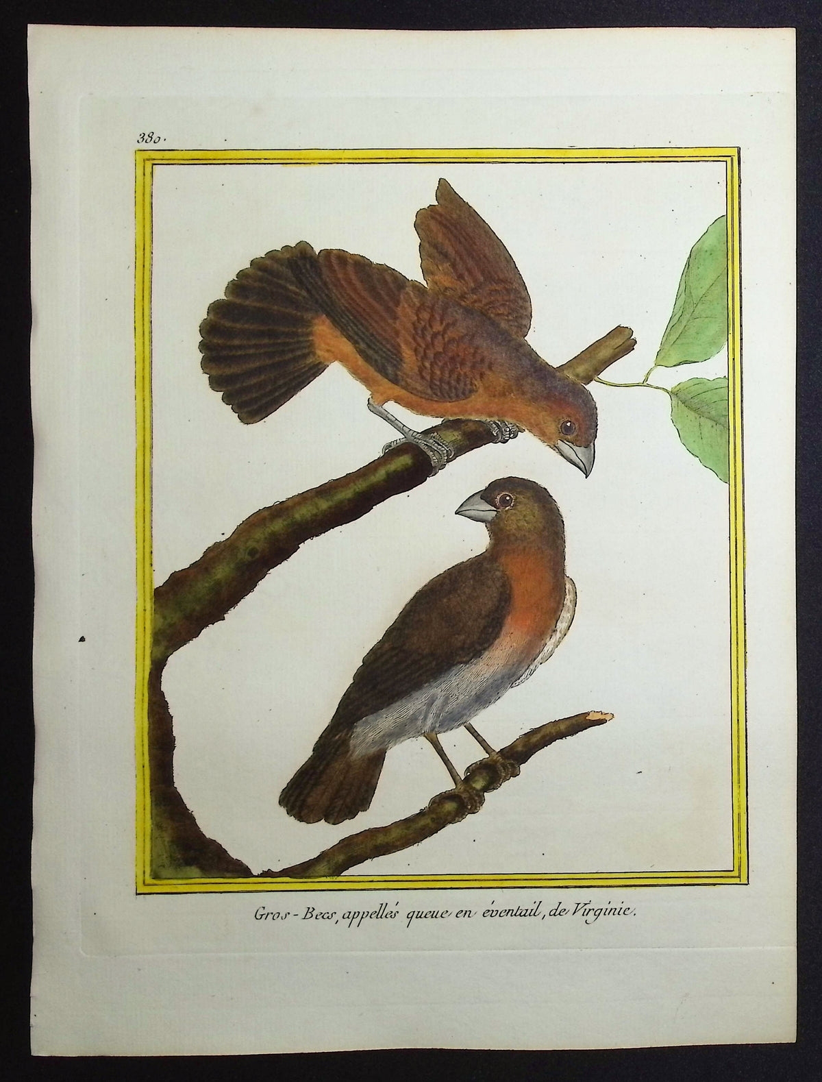 Grosbeak