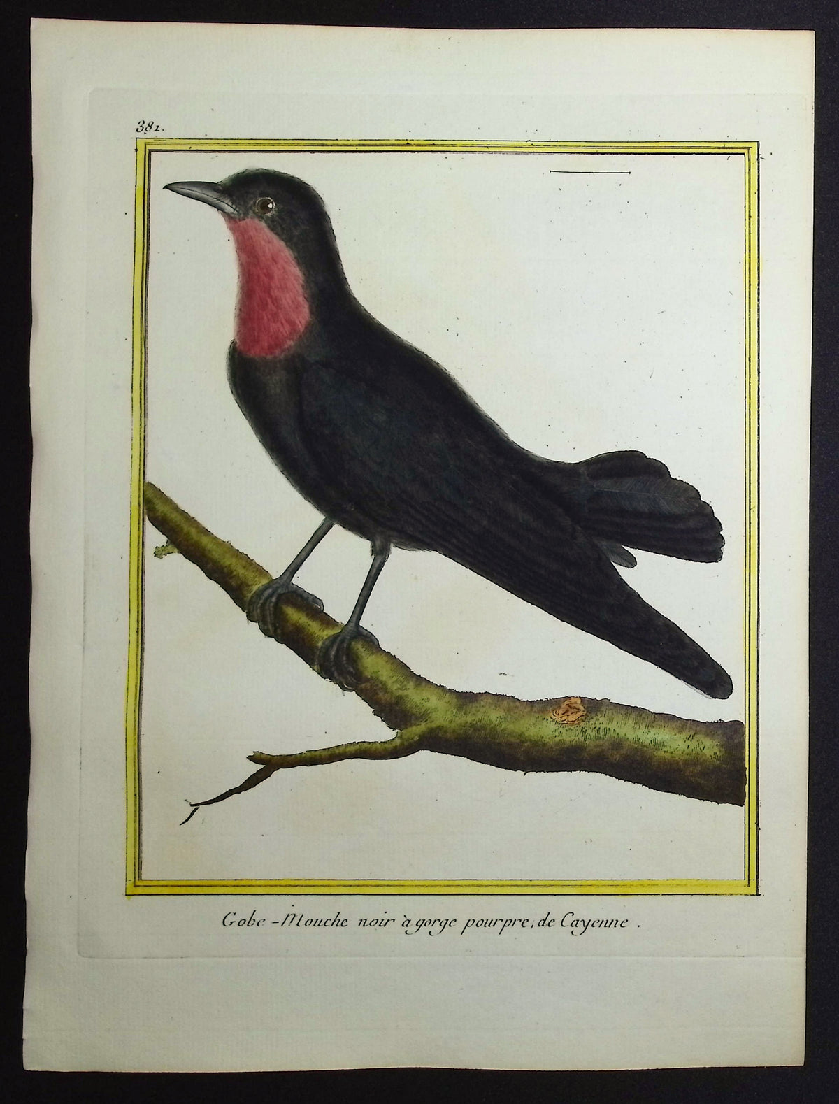 Flycatcher